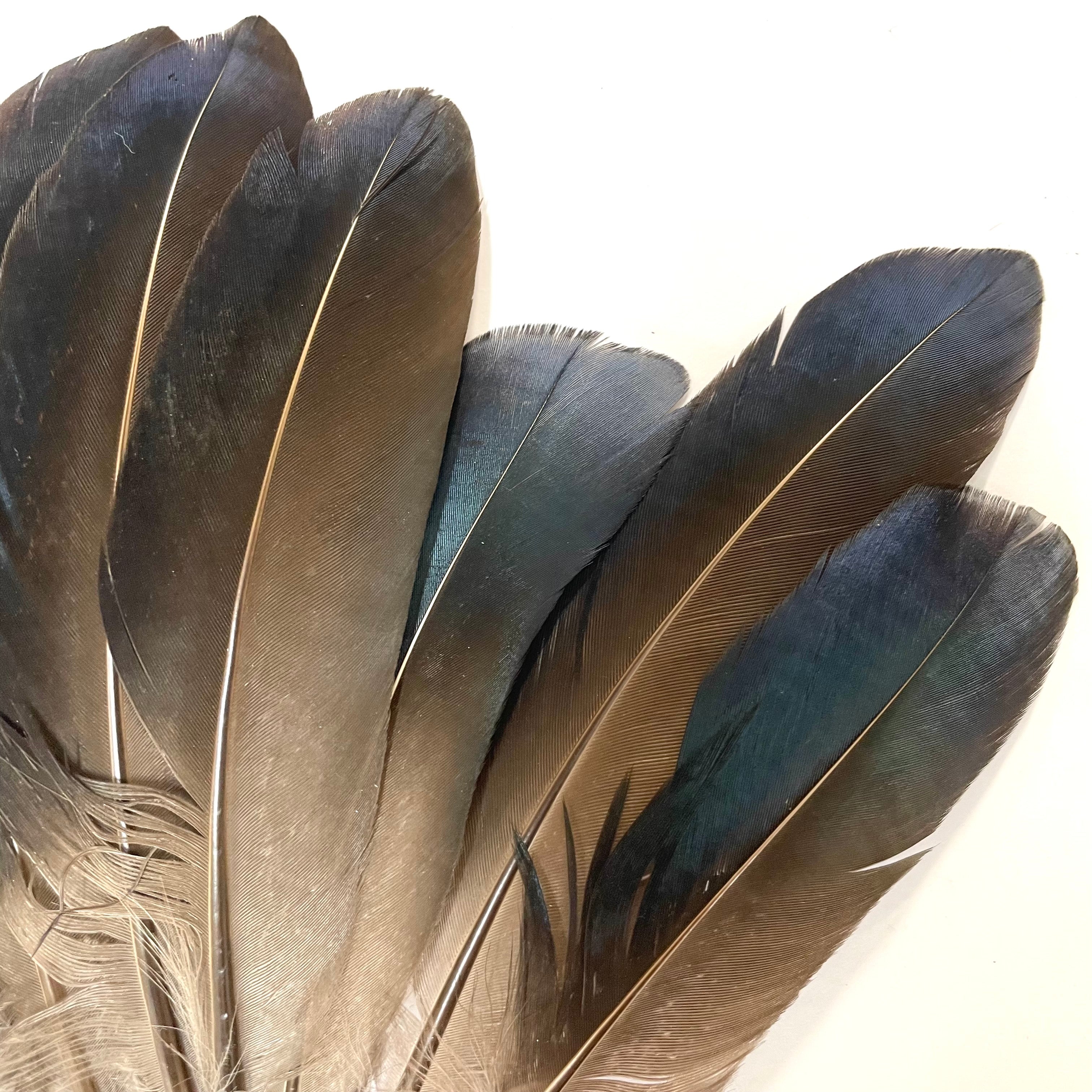 Natural Mallard Duck Iridescent Wing Feathers x 10 pcs ( Style 2 )