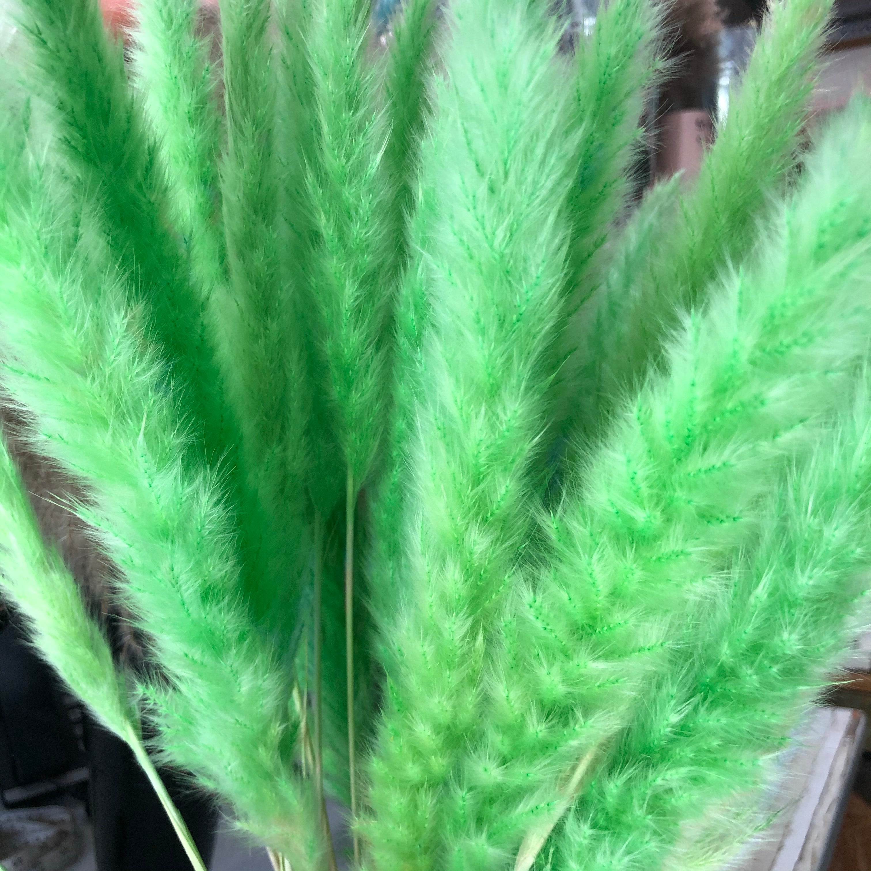 Dried Reed Blady Flower Grass 40-50cm Stem - Lime Green