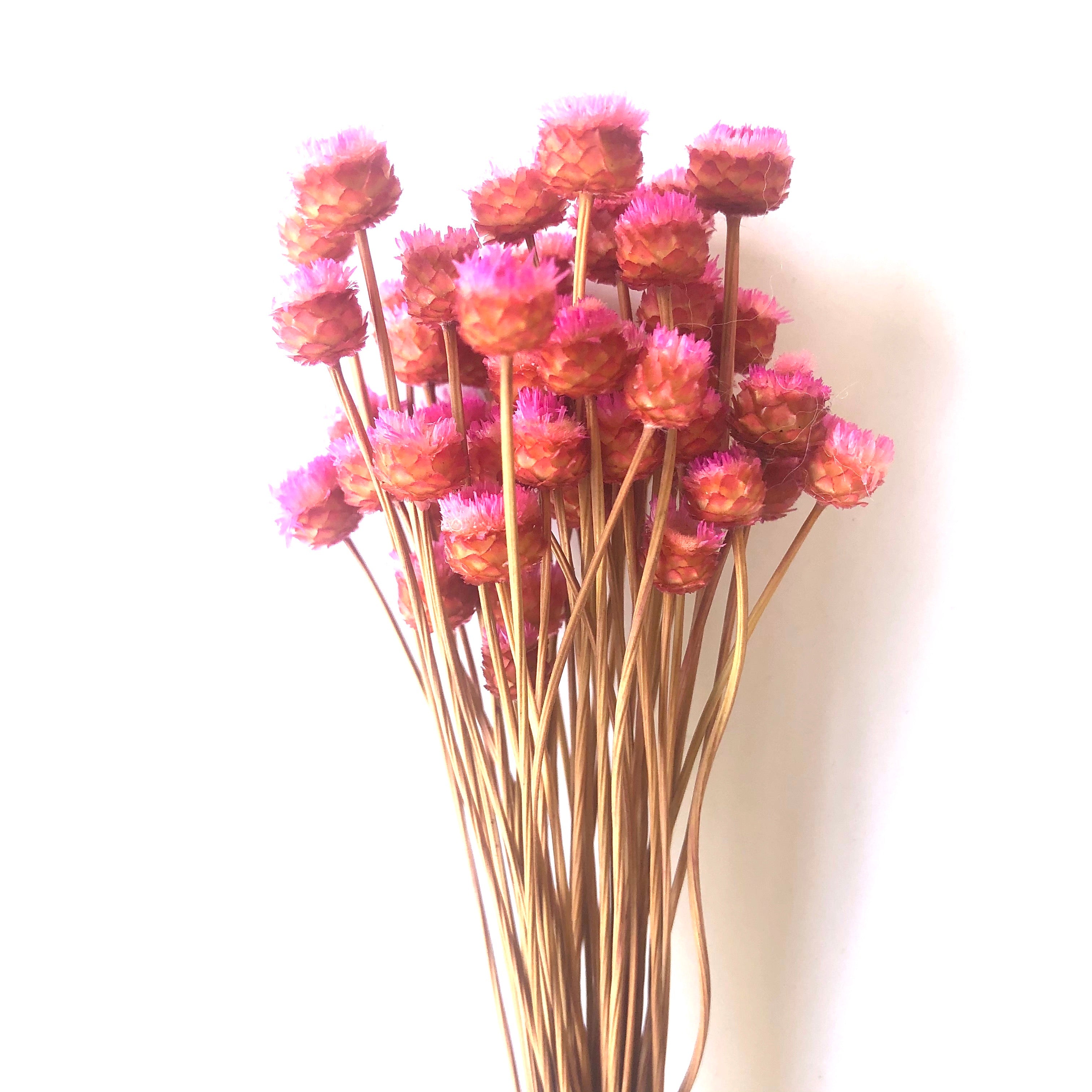 Natural Dry Mini Happy Flower Stems - Pink