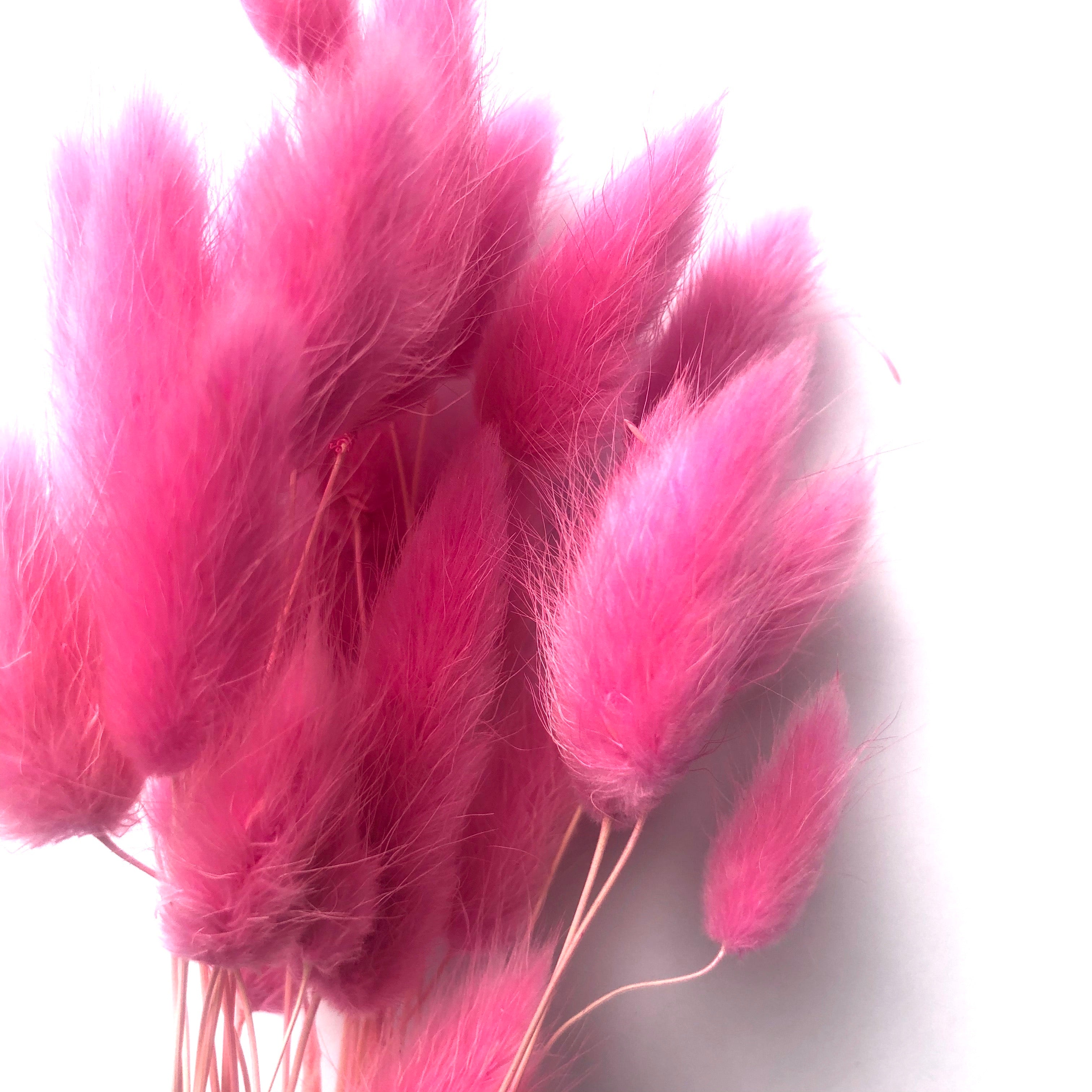 Natural Dried Rabbit Tail Grass Flower Stem Bunch - Hot Pink