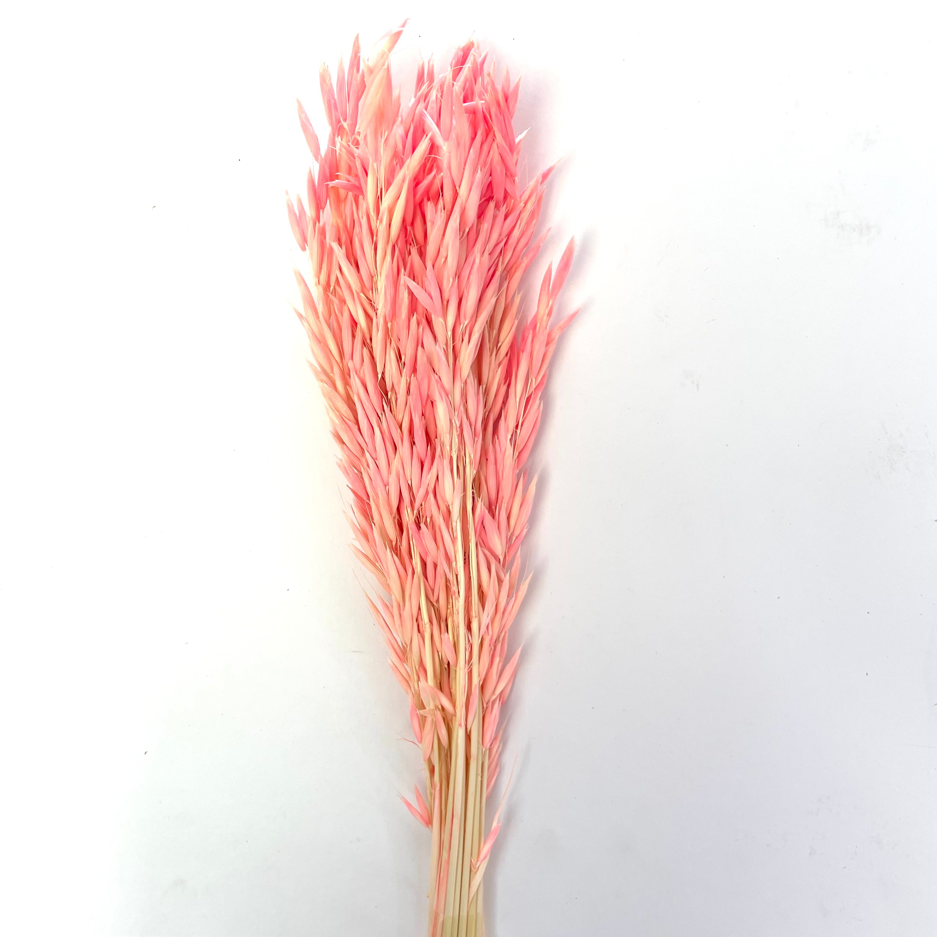 Natural Dry Wild Oats Flower Bunch - Pink