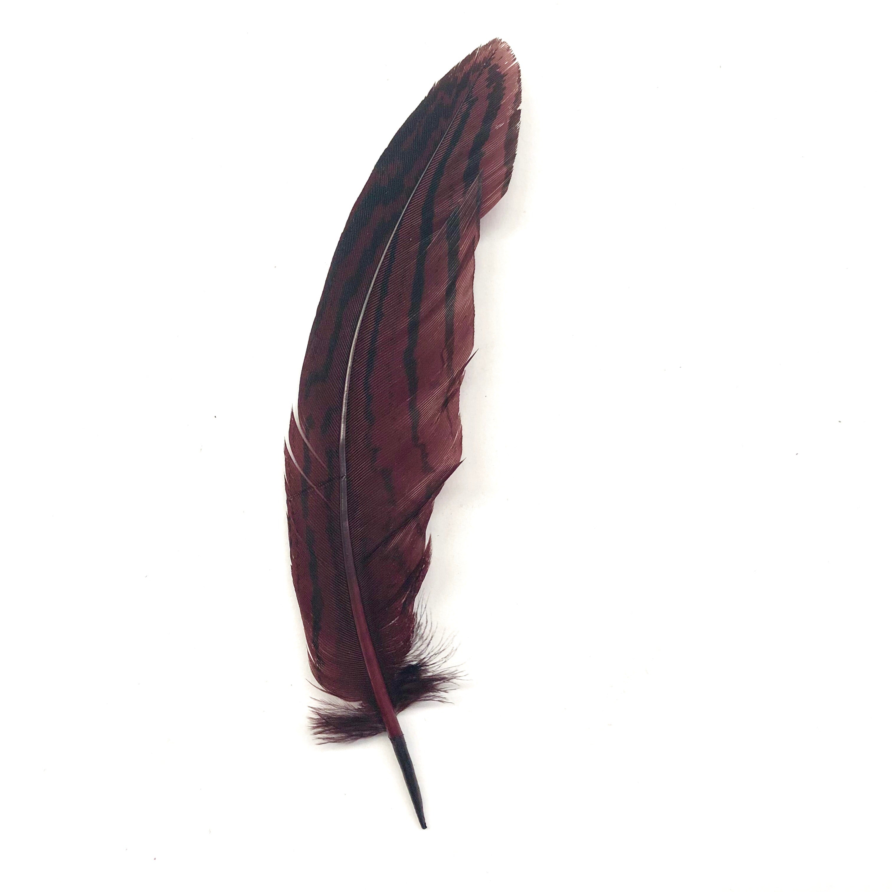 Under 6" Silver Pheasant Tail Feather x 10 pcs - Chocolate Brown