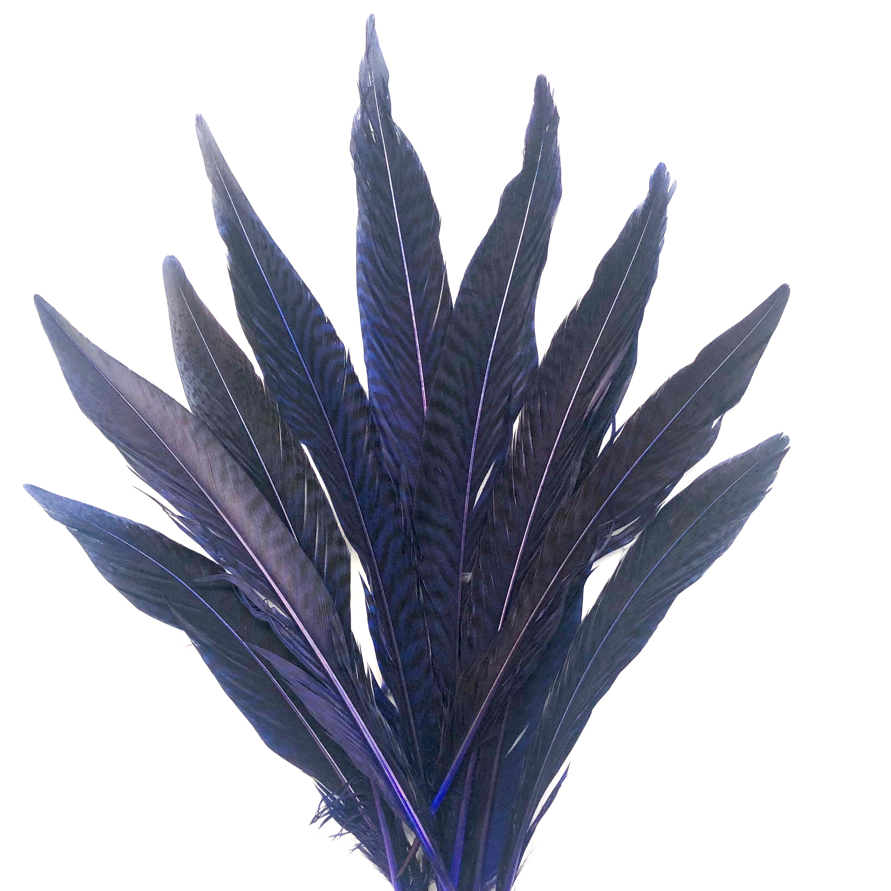 6" to 10" Golden Pheasant Side Tail Feather x 10 pcs - Royal Blue