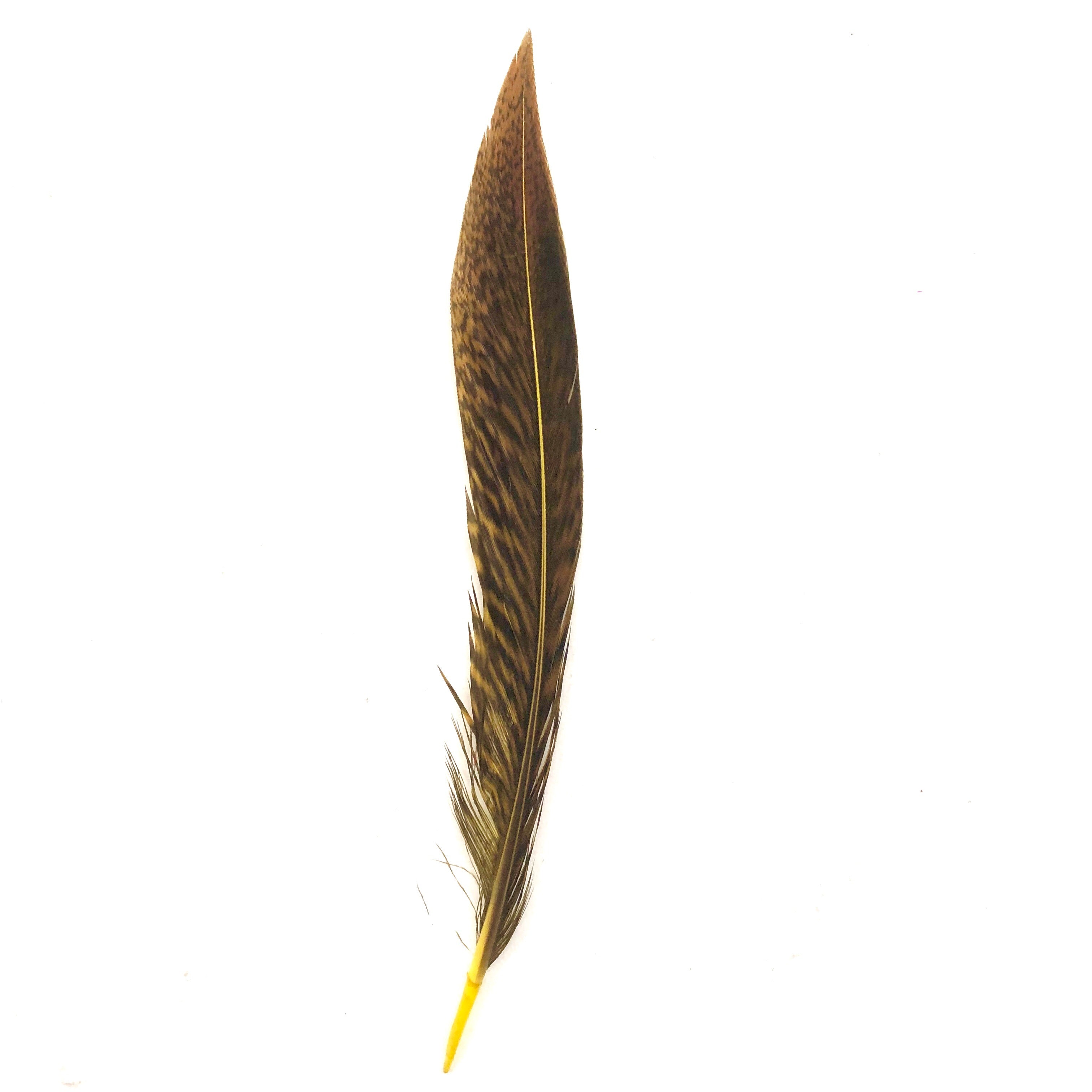 Under 6" Golden Pheasant Side Tail Feather x 10 pcs - Soft Yellow