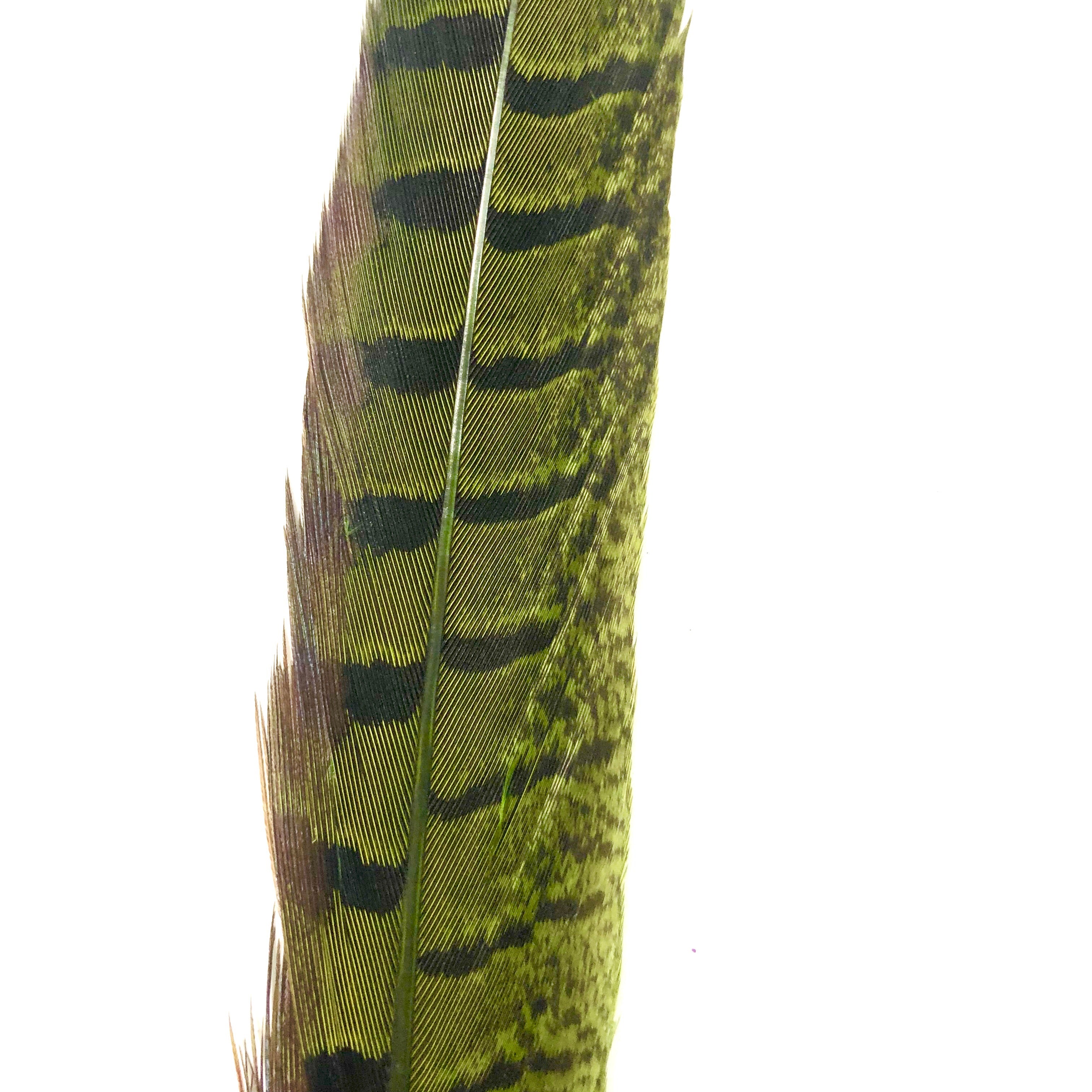 6" to 10" Ringneck Pheasant Tail Feather x 10 pcs - Lime Green