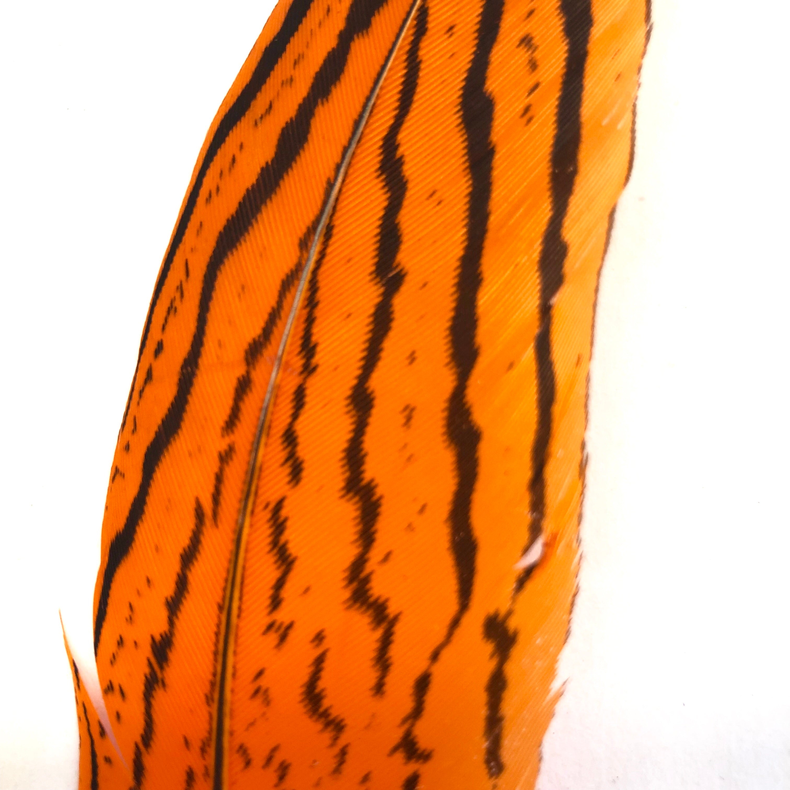 Under 6" Silver Pheasant Tail Feather x 10 pcs - Orange