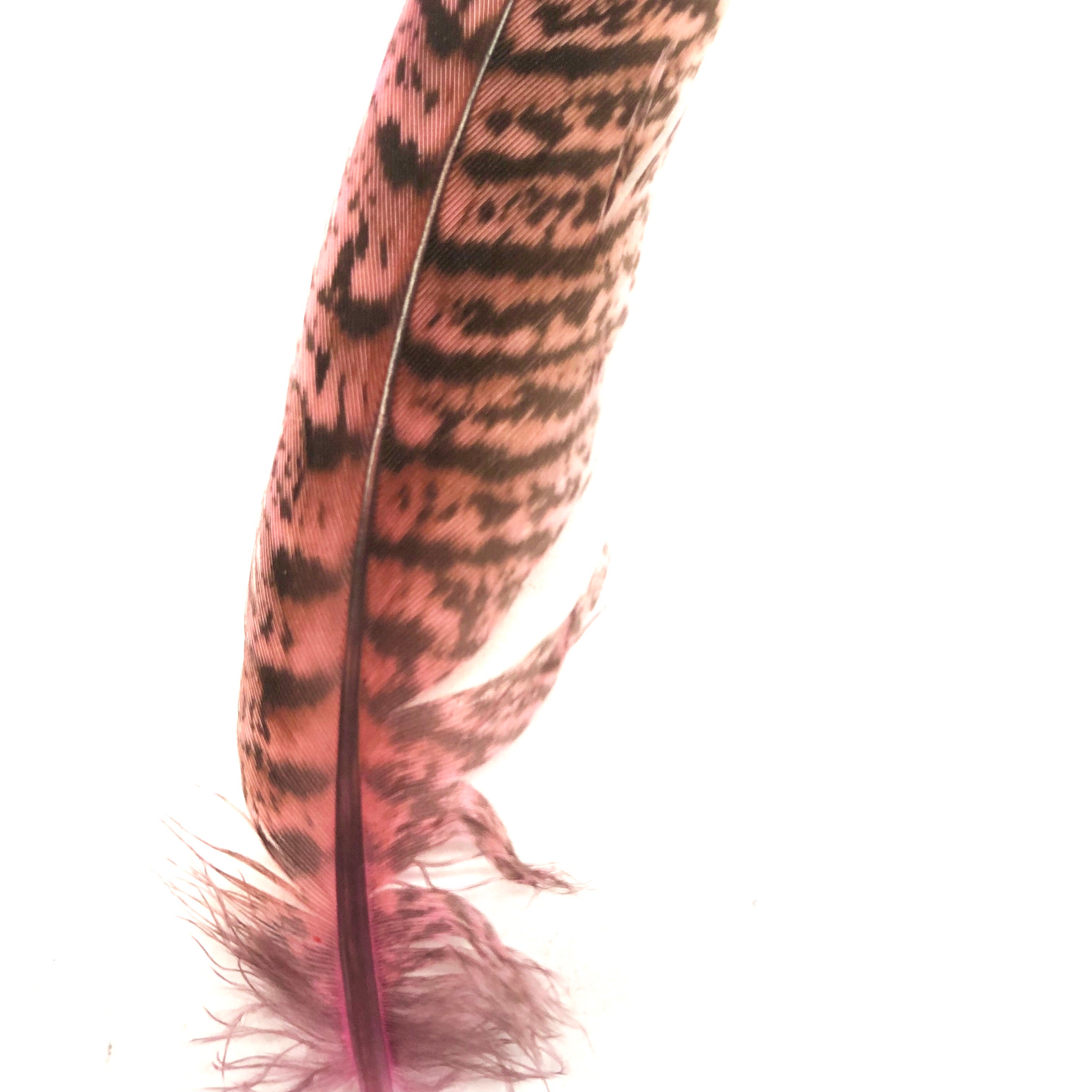 Under 6" Golden Pheasant Side Tail Feather x 10 pcs - Pink