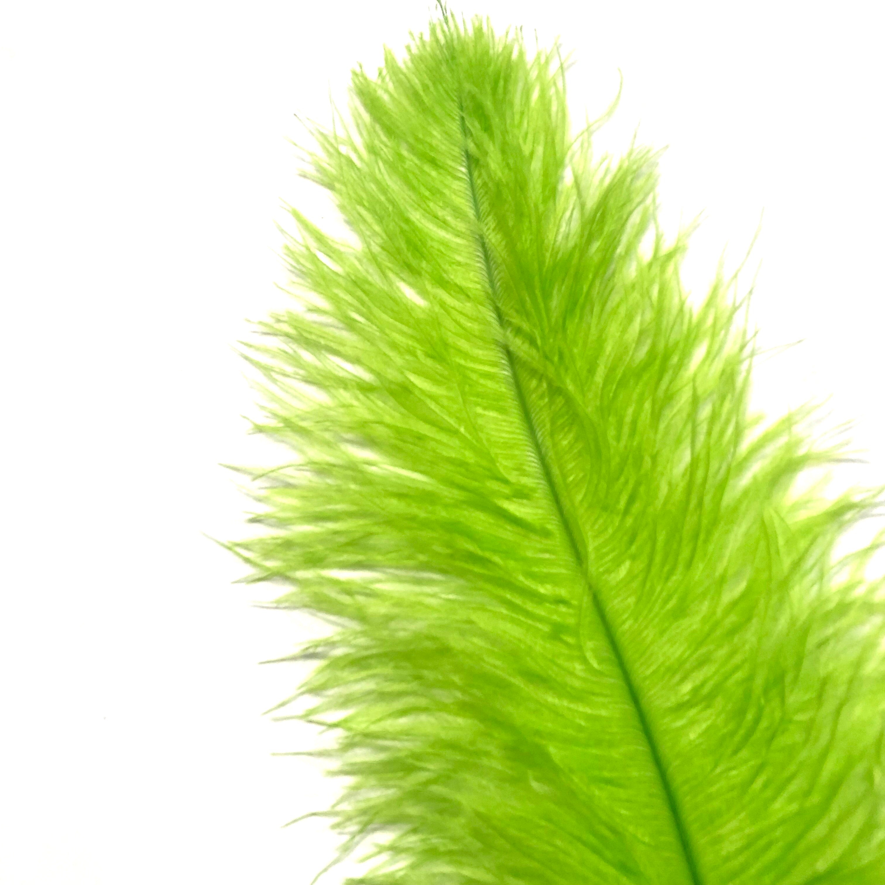 Ostrich Blondine Feather 25-40cm - Lime Green
