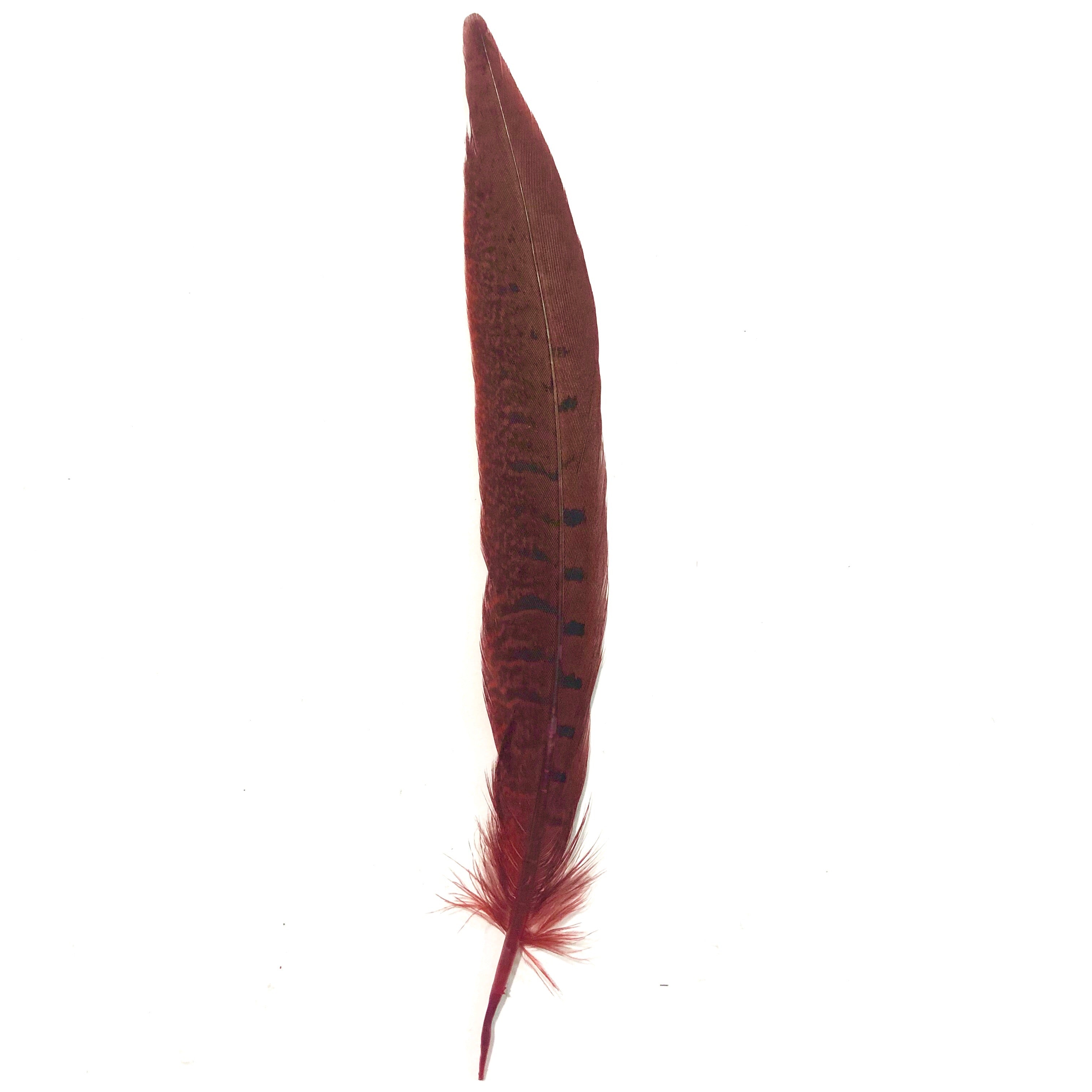 6" to 10" Ringneck Pheasant Tail Feather x 10 pcs - Red