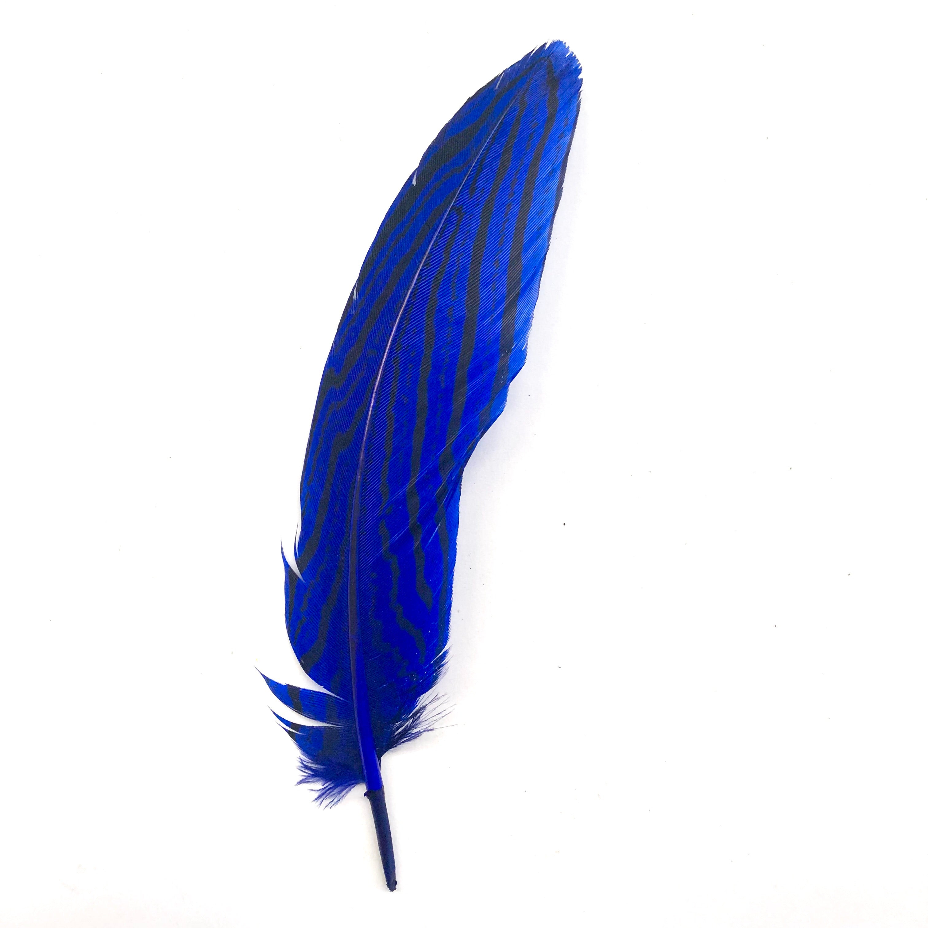 Under 6" Silver Pheasant Tail Feather x 10 pcs - Royal Blue