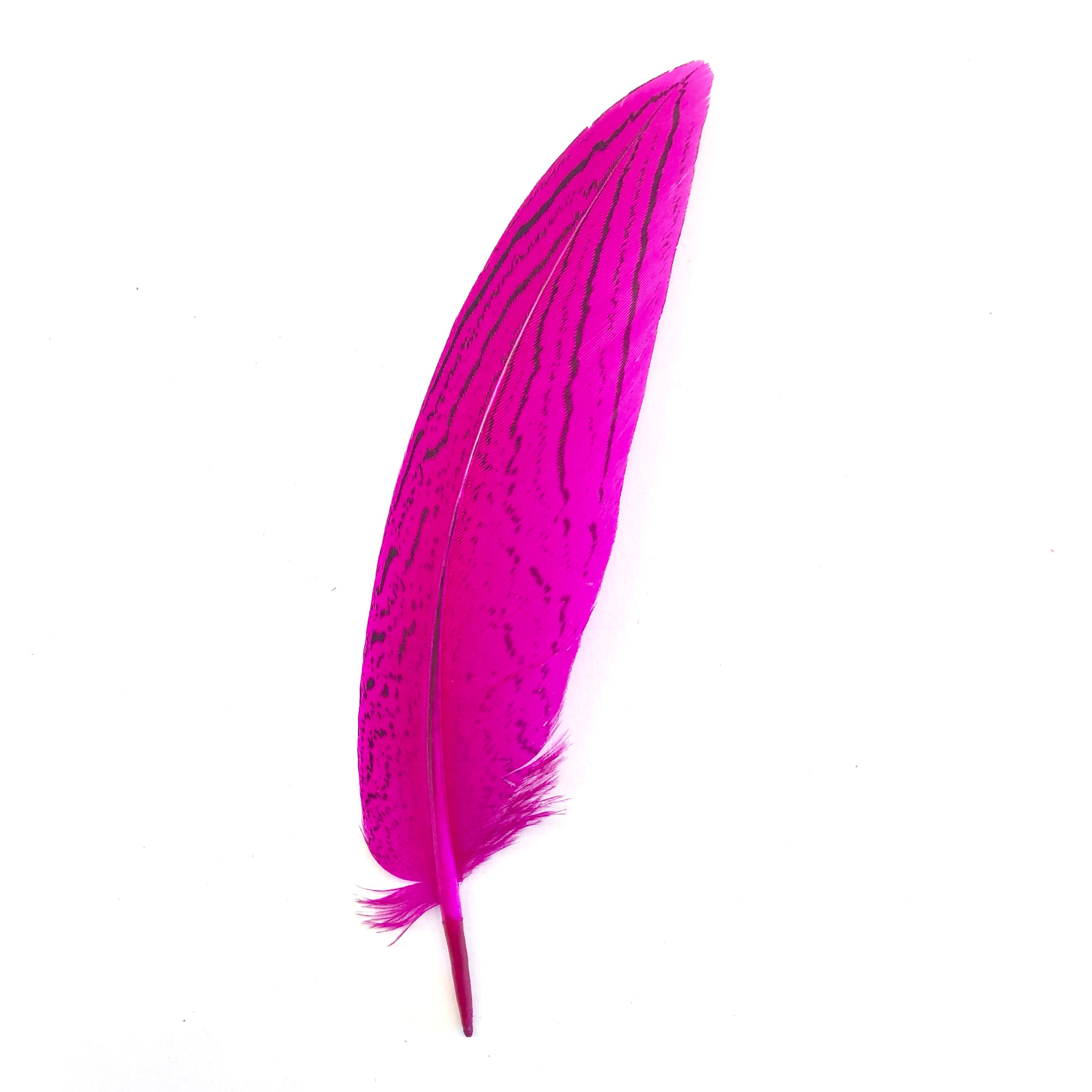 Under 6" Silver Pheasant Tail Feather x 10 pcs - Cerise