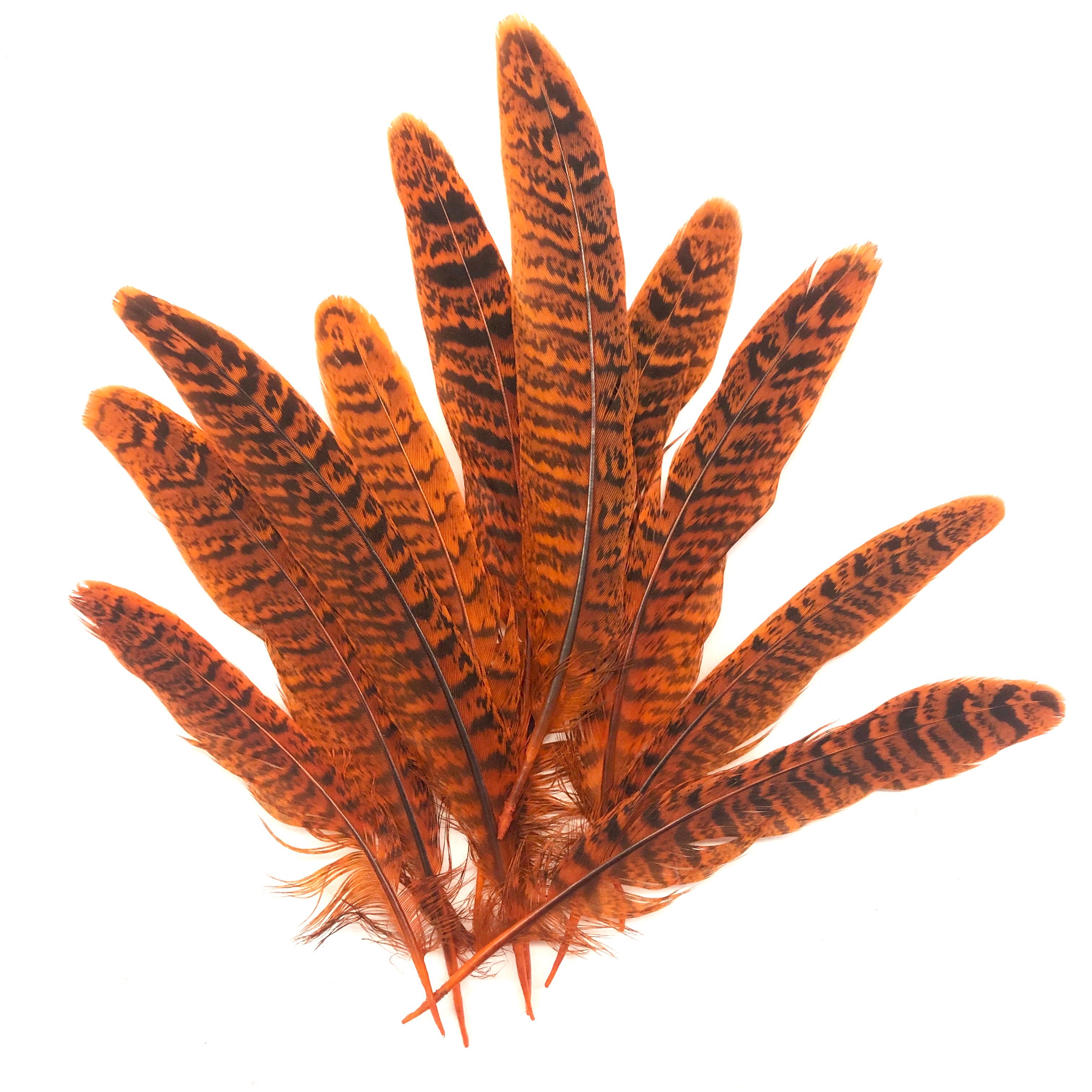 Under 6" Golden Pheasant Side Tail Feather x 10 pcs - Orange