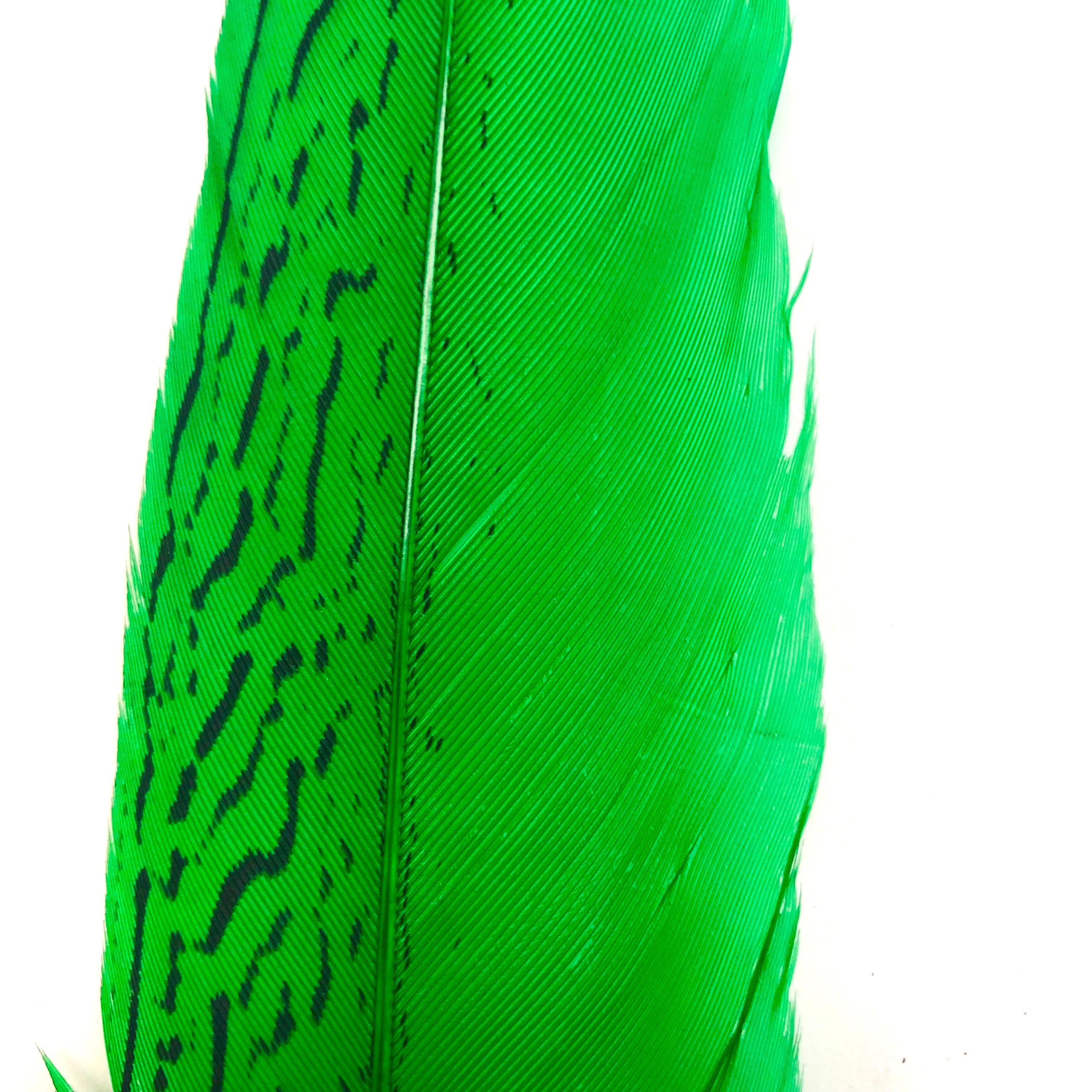 6" to 10" Silver Pheasant Tail Feather - Green ((SECONDS))