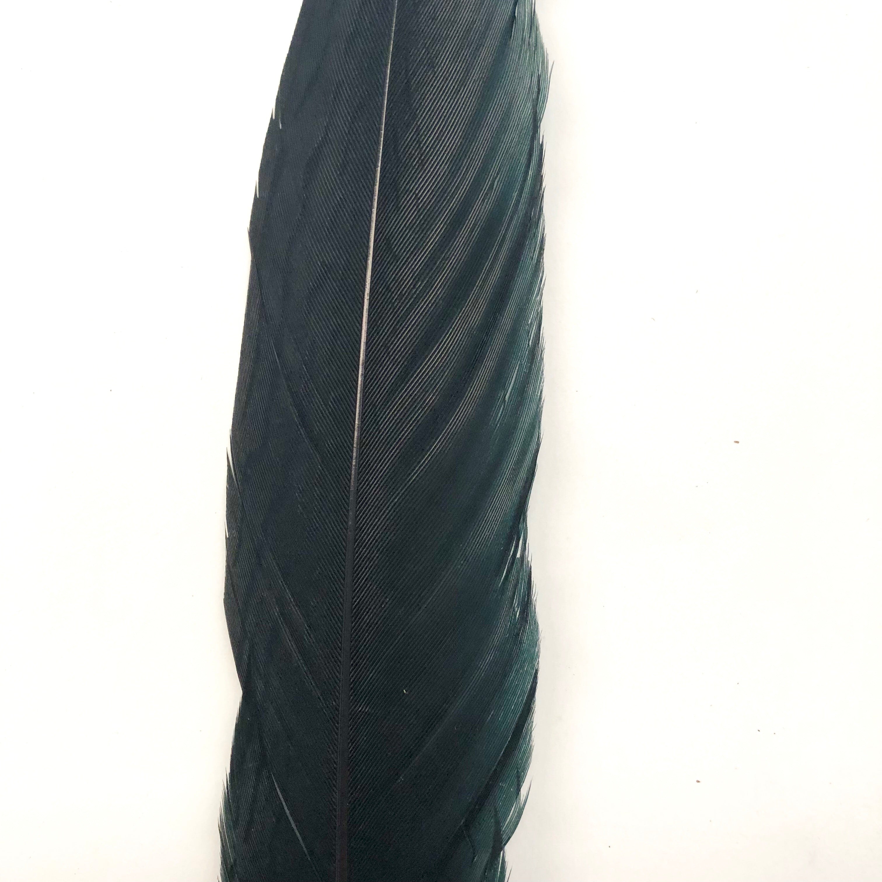6" to 10" Silver Pheasant Tail Feather - Black ((SECONDS))