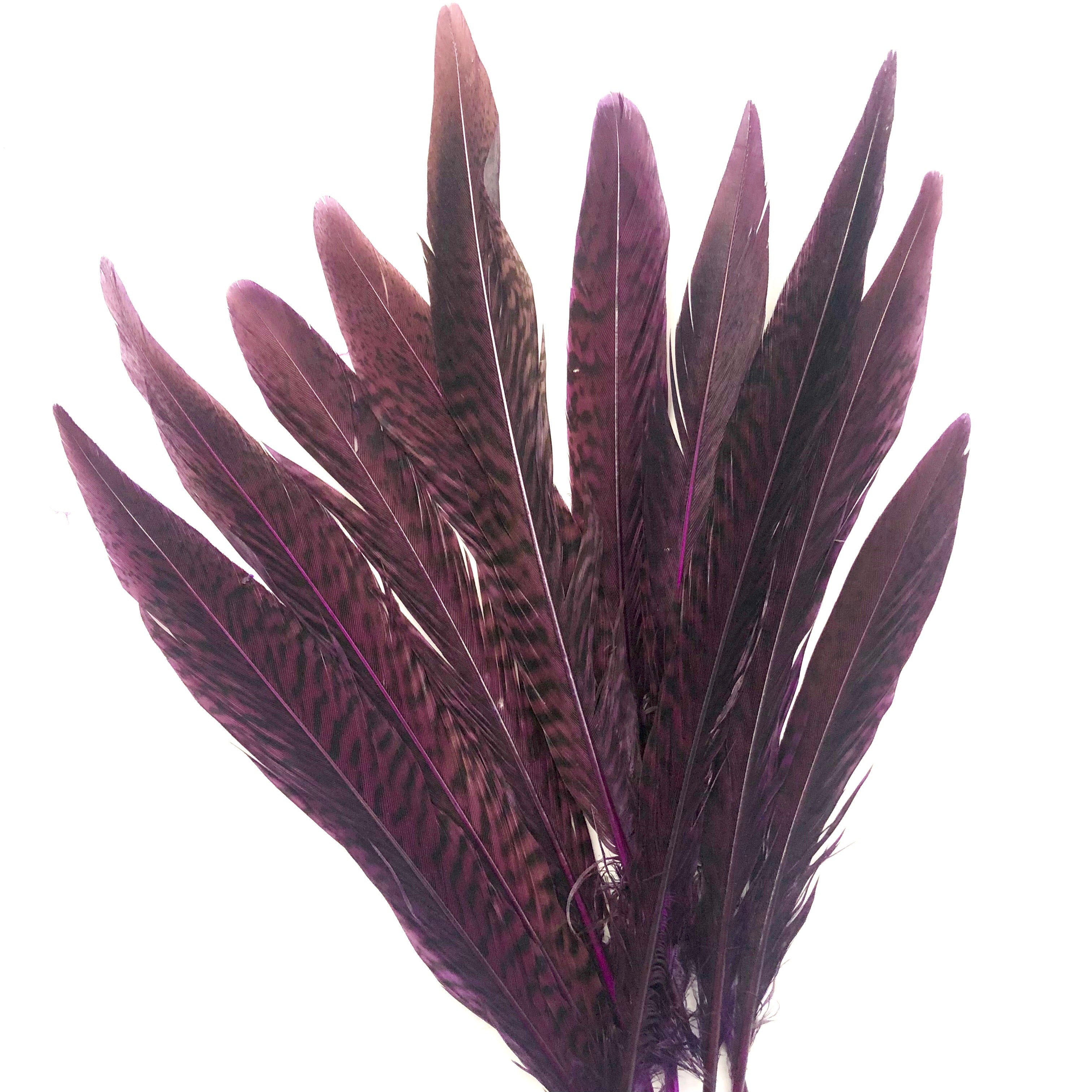 6" to 10" Golden Pheasant Side Tail Feather x 10 pcs - Eggplant