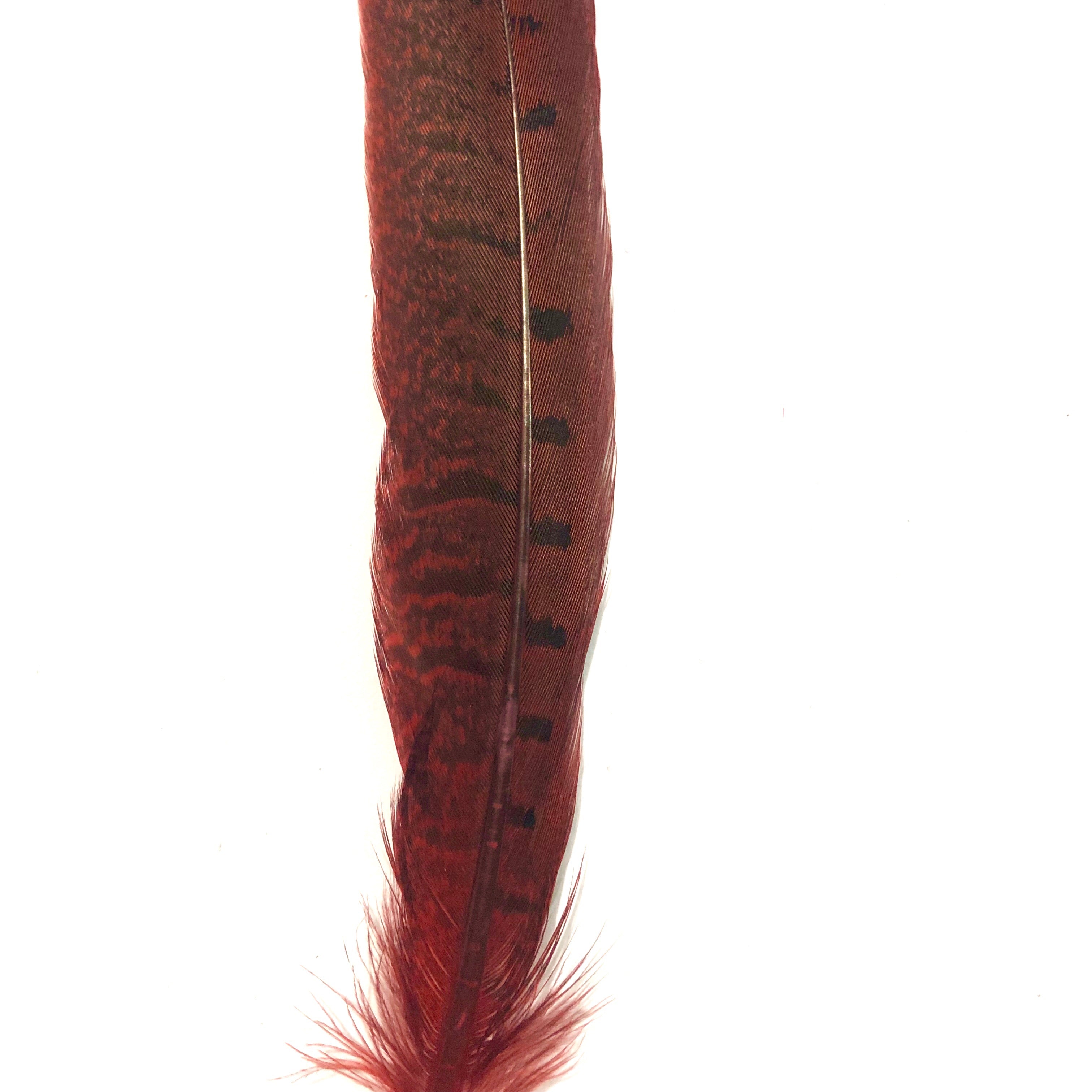 6" to 10" Ringneck Pheasant Tail Feather x 10 pcs - Red