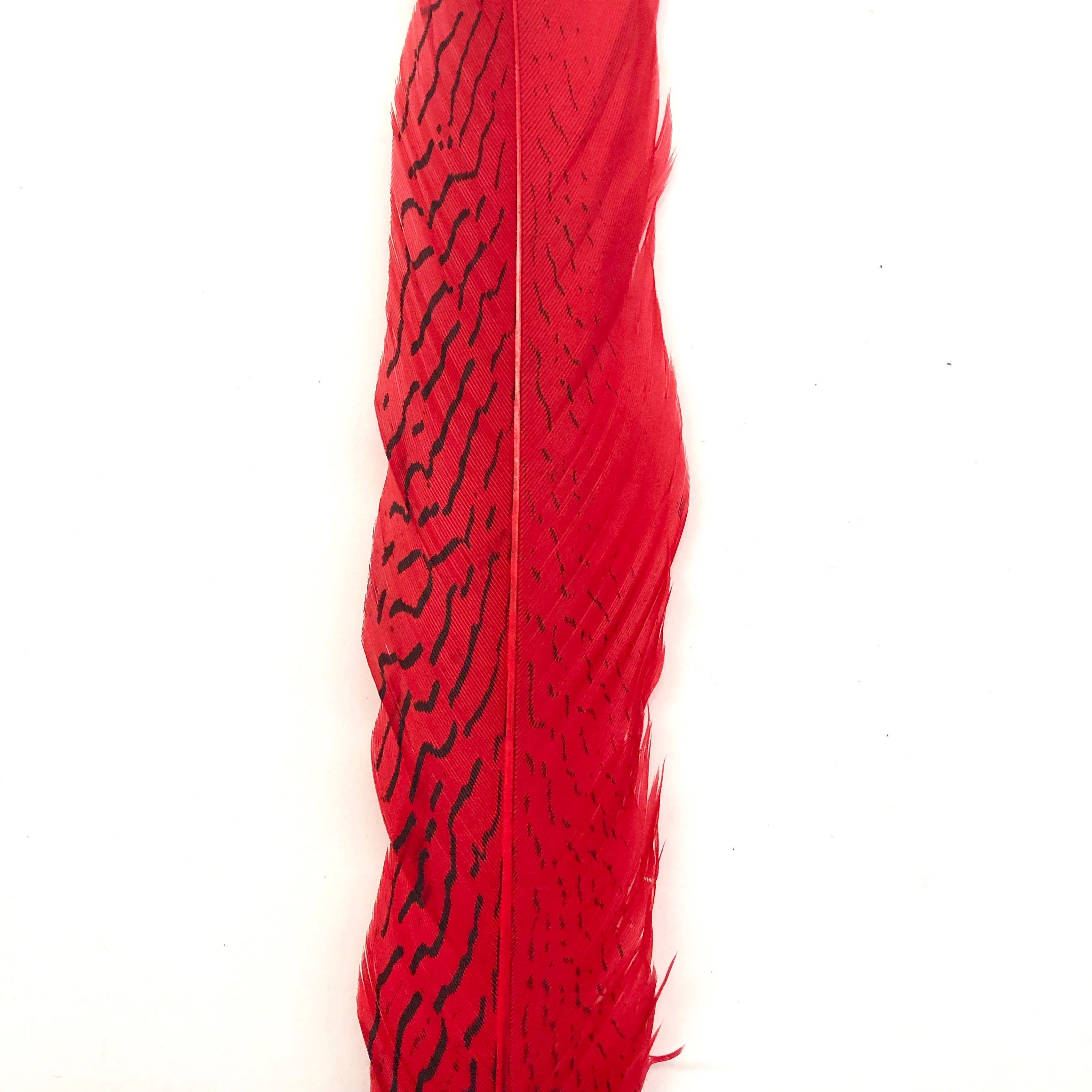 10" To 20" Silver Pheasant Tail Feather - Red ((SECONDS))