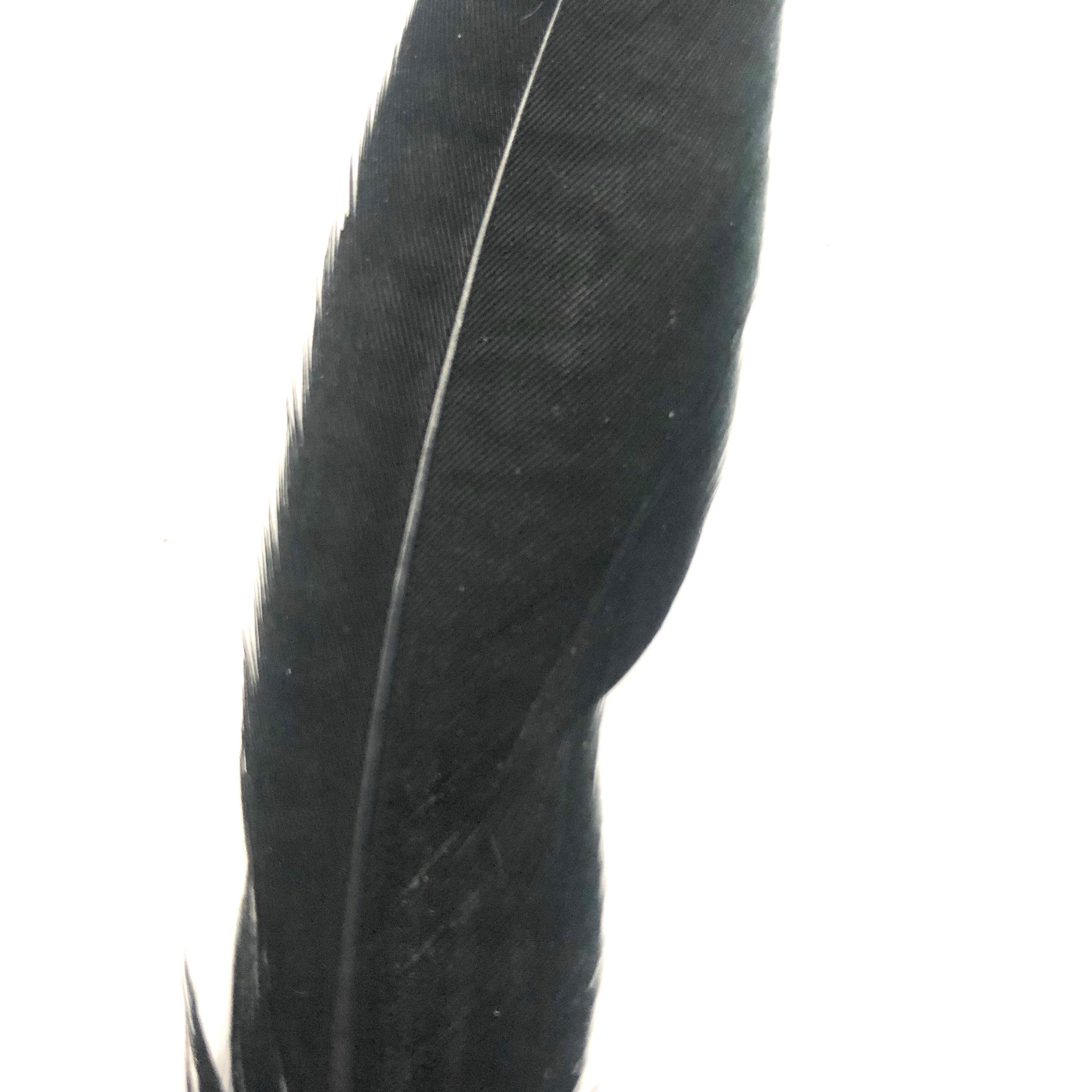 Under 6" Golden Pheasant Side Tail Feather x 10 pcs - Black