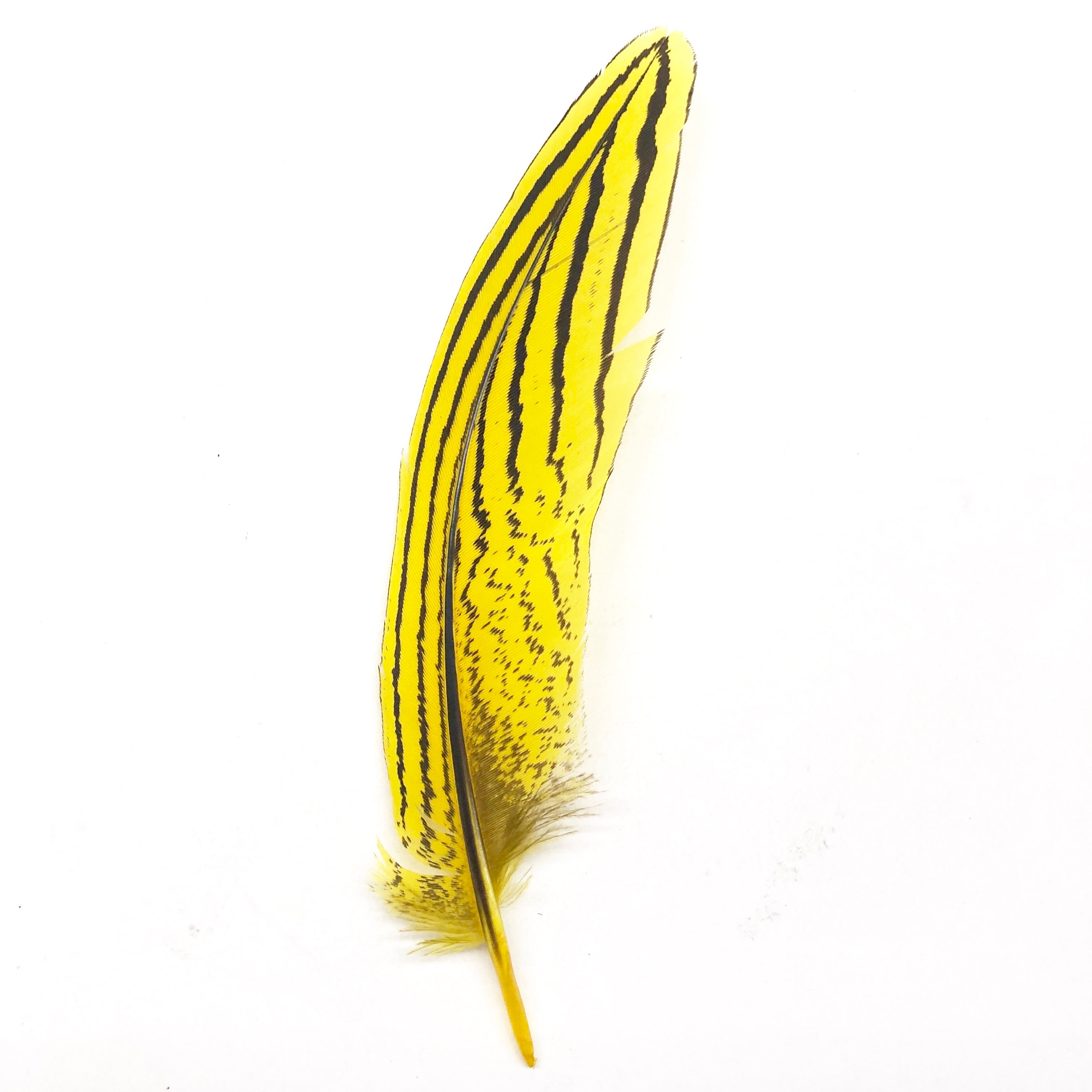 Under 6" Silver Pheasant Tail Feather x 10 pcs - Yellow