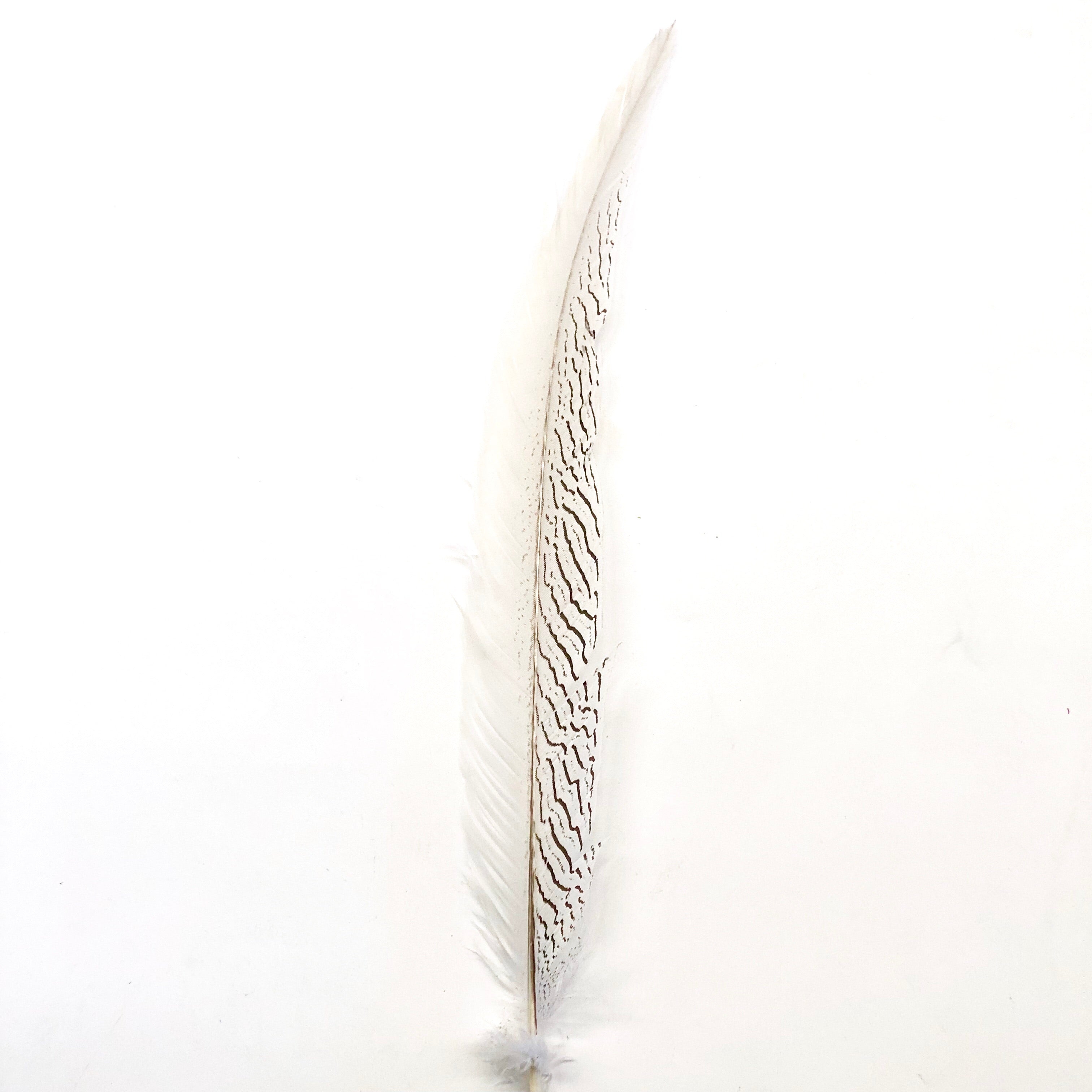 10" to 20" Silver Pheasant Tail Feather - Natural