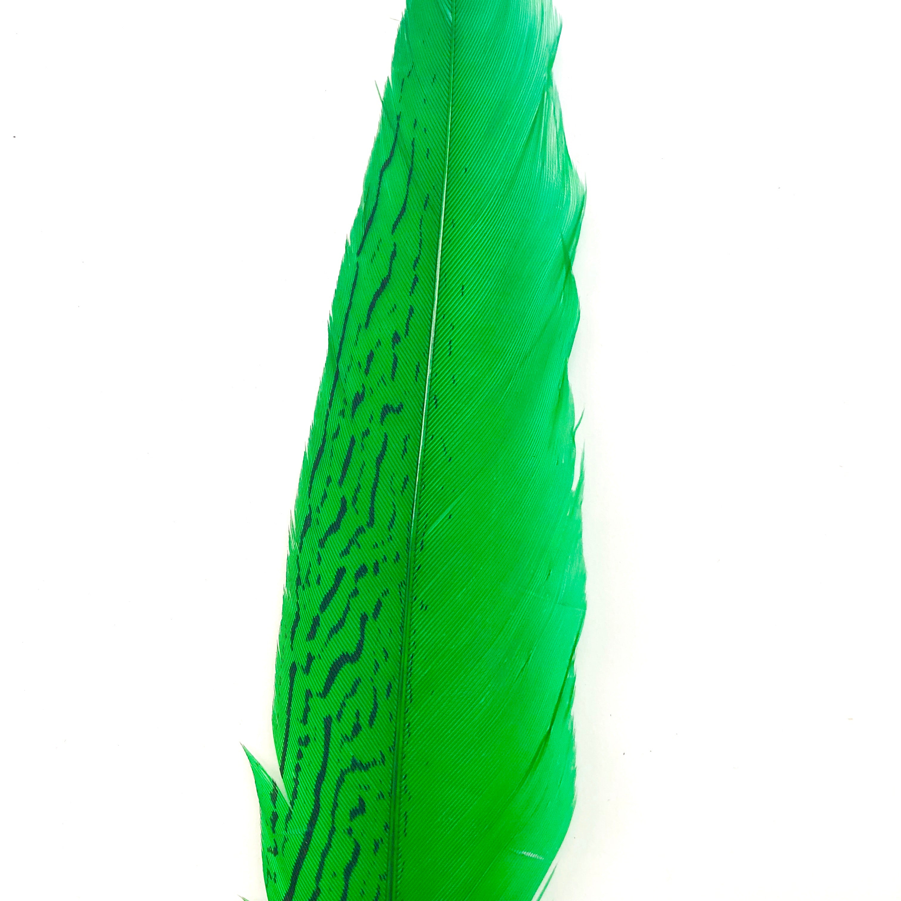 6" to 10" Silver Pheasant Tail Feather - Green ((SECONDS))