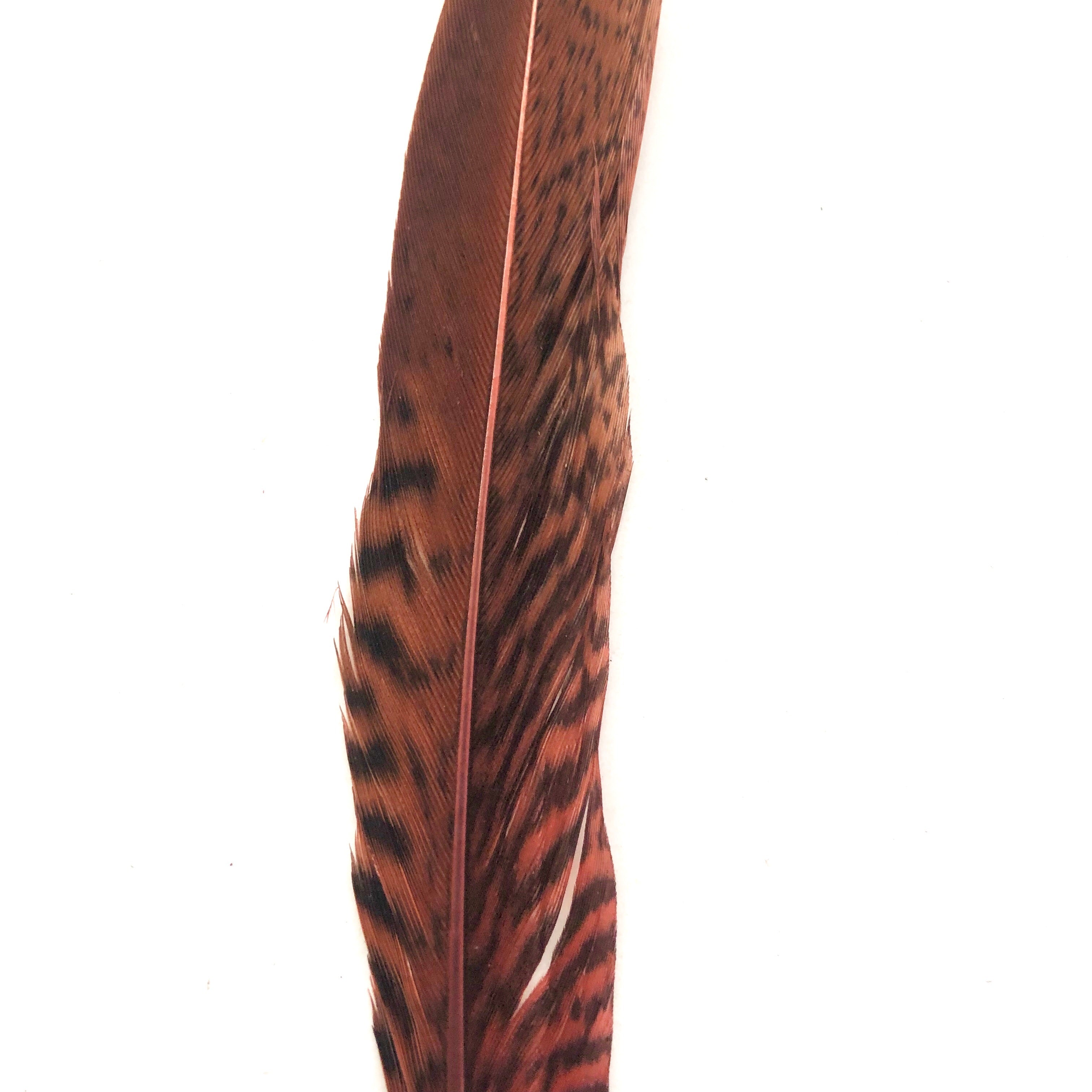 Under 6" Golden Pheasant Side Tail Feather x 10 pcs - Dusty Pink