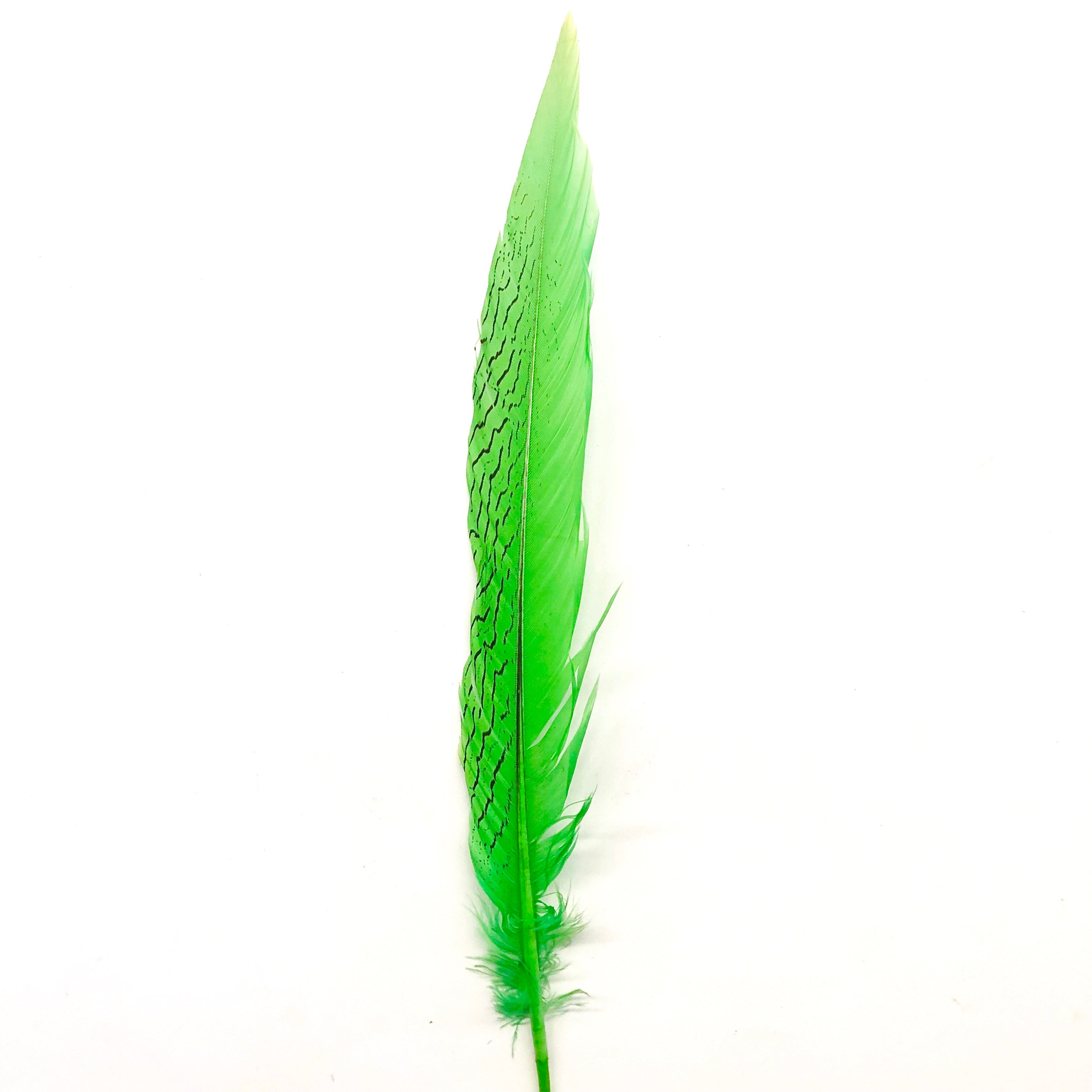 10" to 20" Silver Pheasant Tail Feather - Lime Green