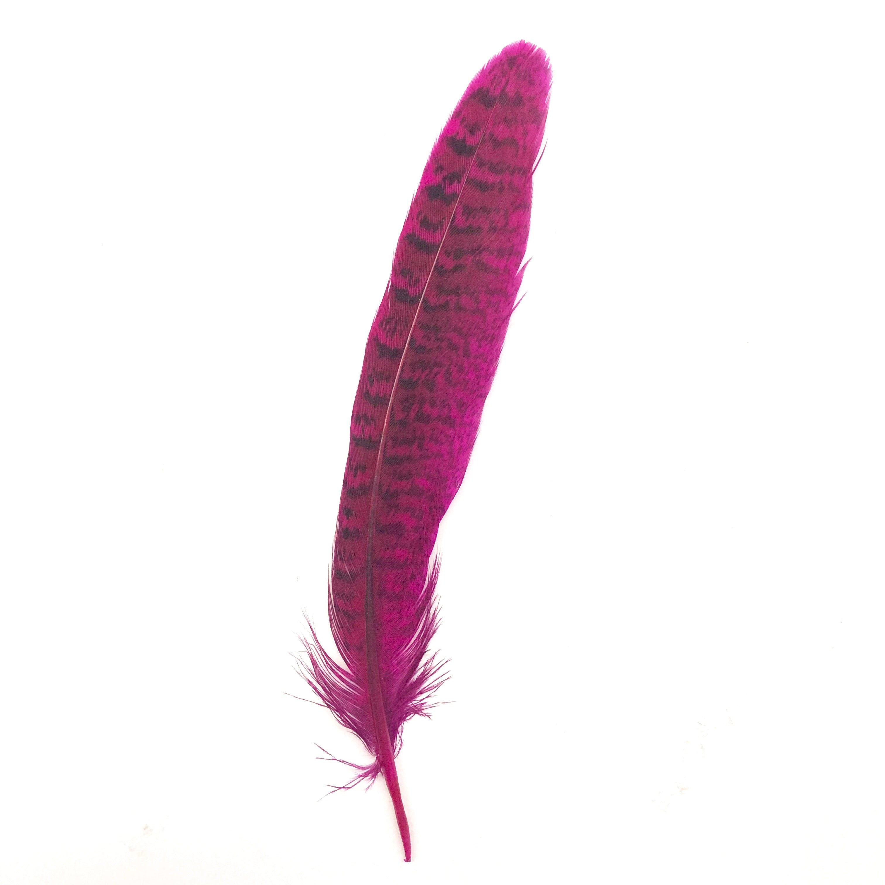 Under 6" Golden Pheasant Side Tail Feather x 10 pcs - Cerise