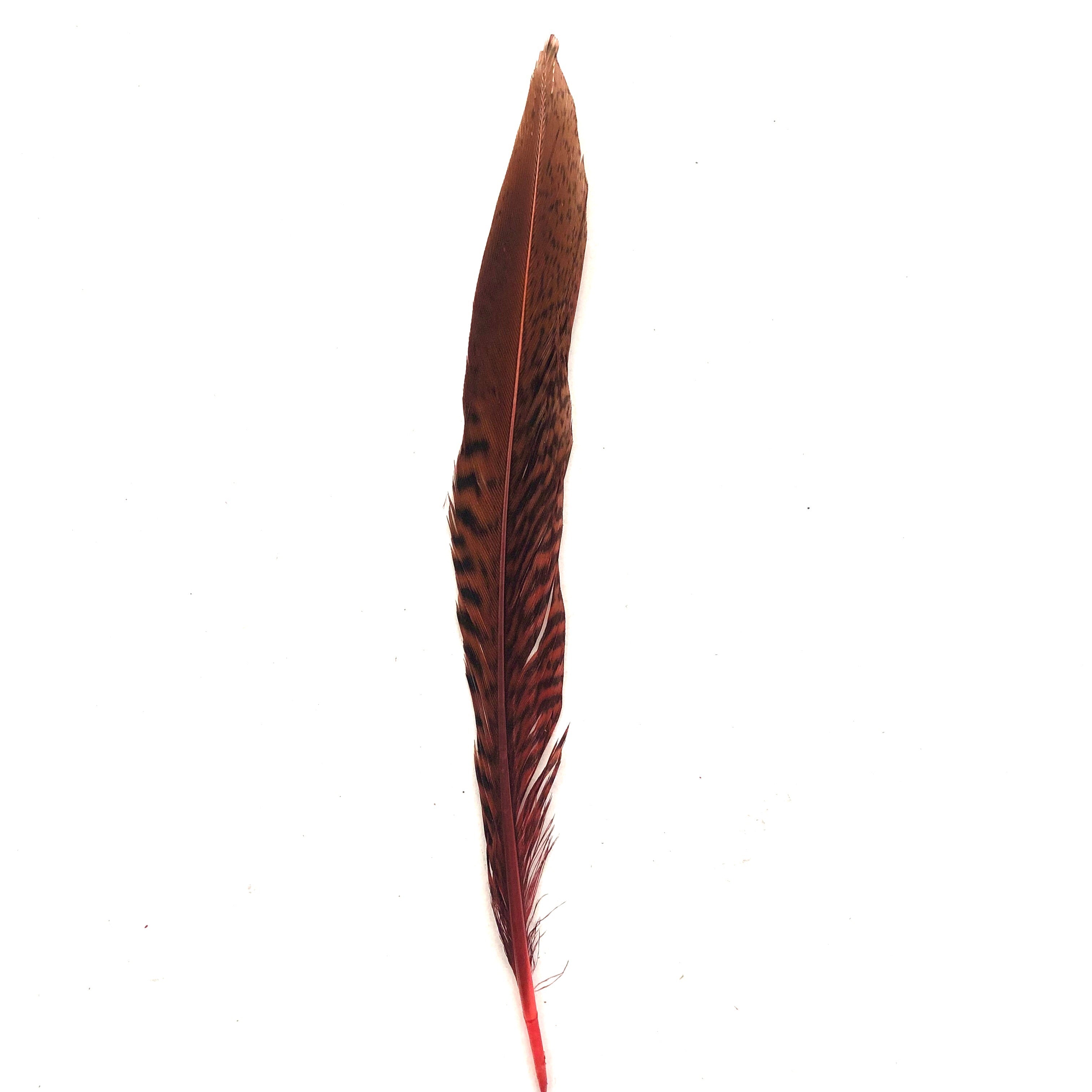 Under 6" Golden Pheasant Side Tail Feather x 10 pcs - Dusty Pink