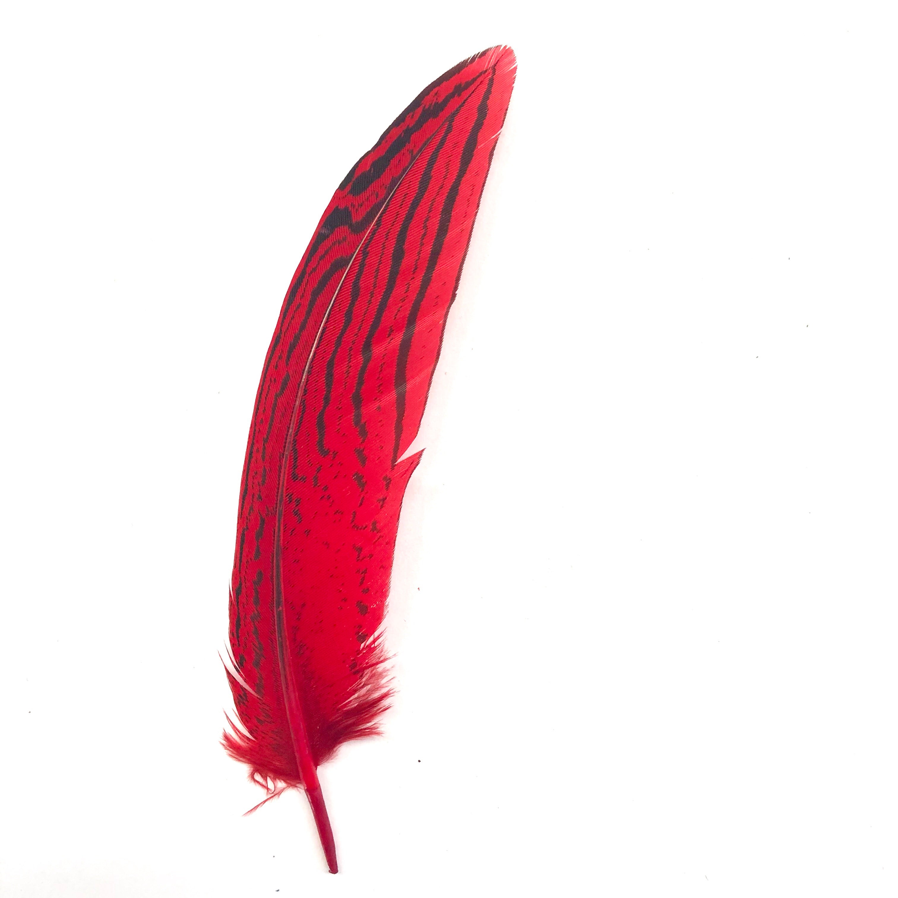 Under 6" Silver Pheasant Tail Feather x 10 pcs - Red