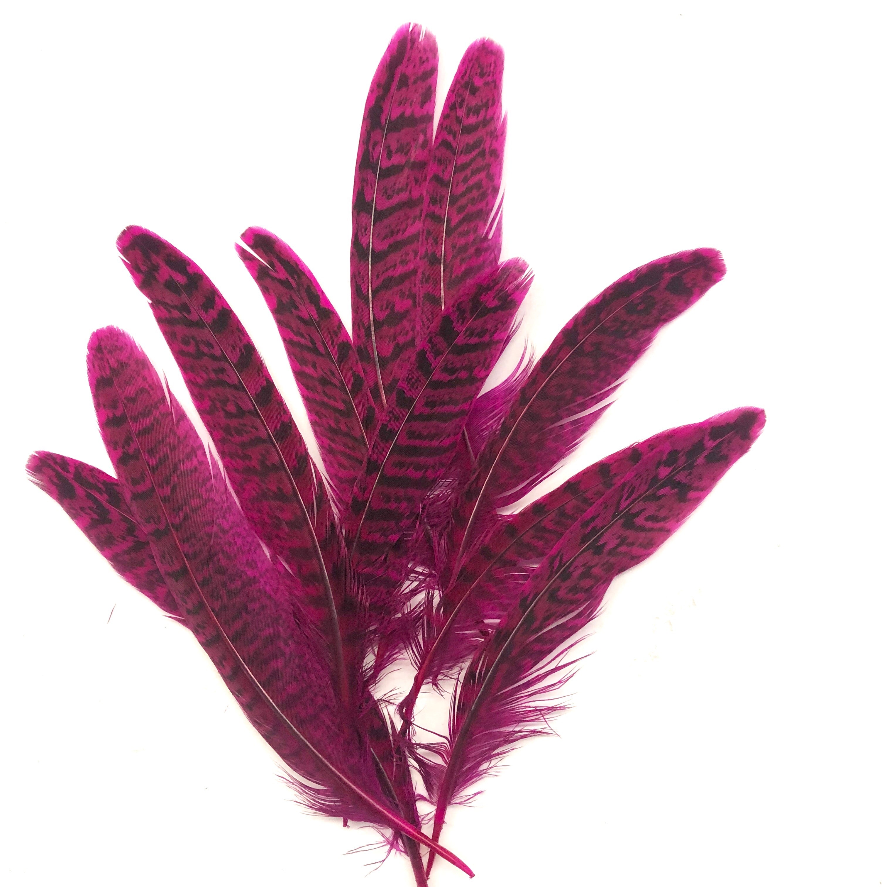 Under 6" Golden Pheasant Side Tail Feather x 10 pcs - Cerise