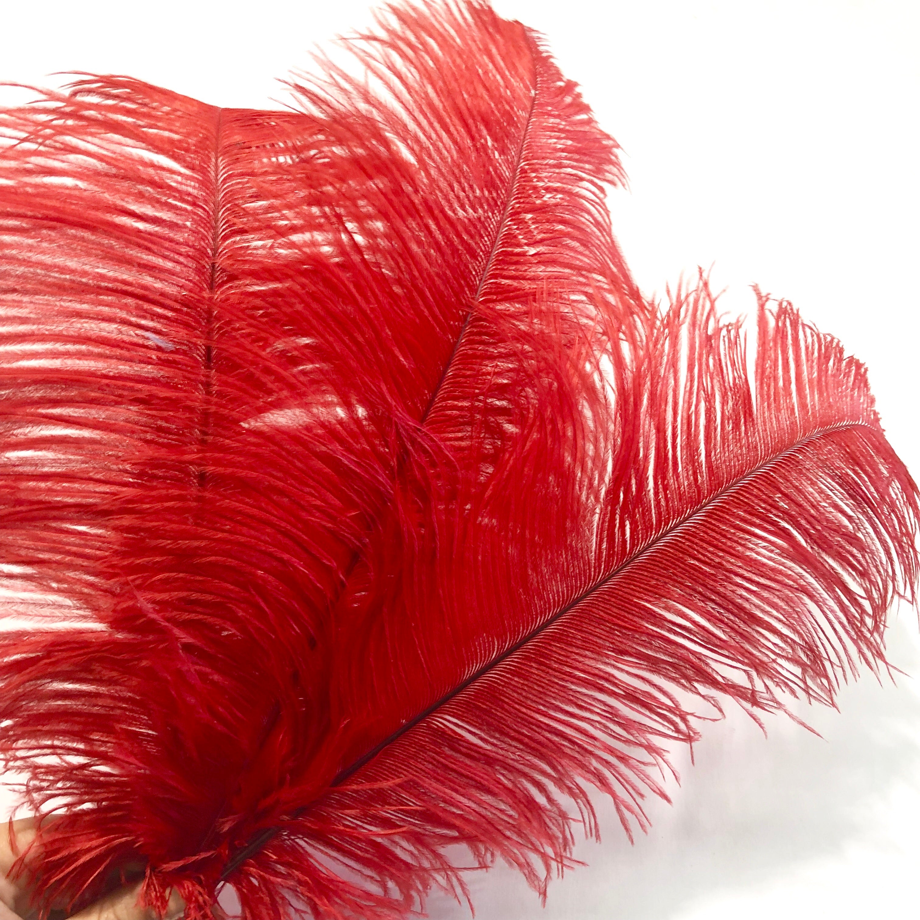 Ostrich Drab Feather 27-32cm - Red *Seconds* Pack of 5