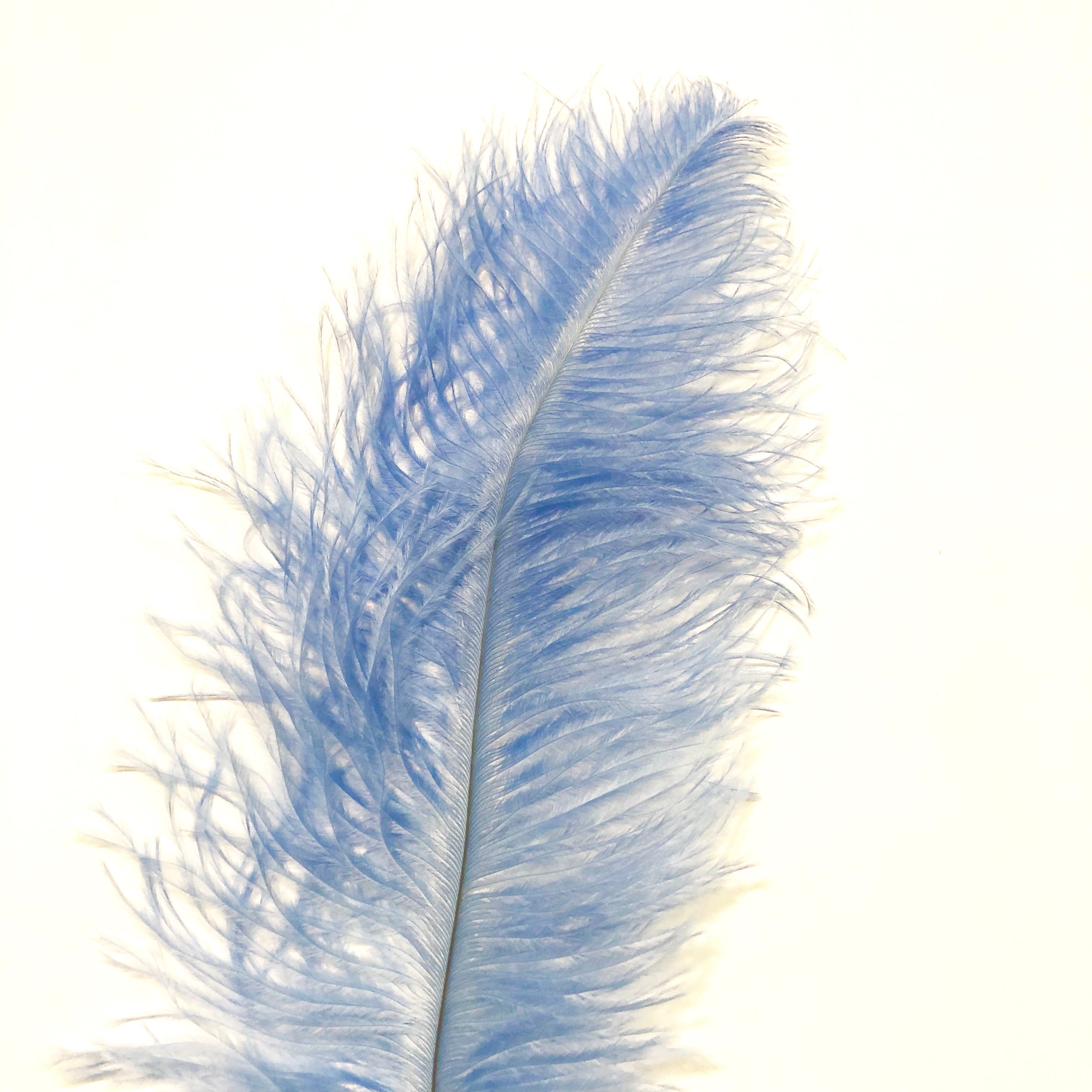 Ostrich Blondine Feather 25-40cm x 5 pcs - Light Blue ((SECONDS))