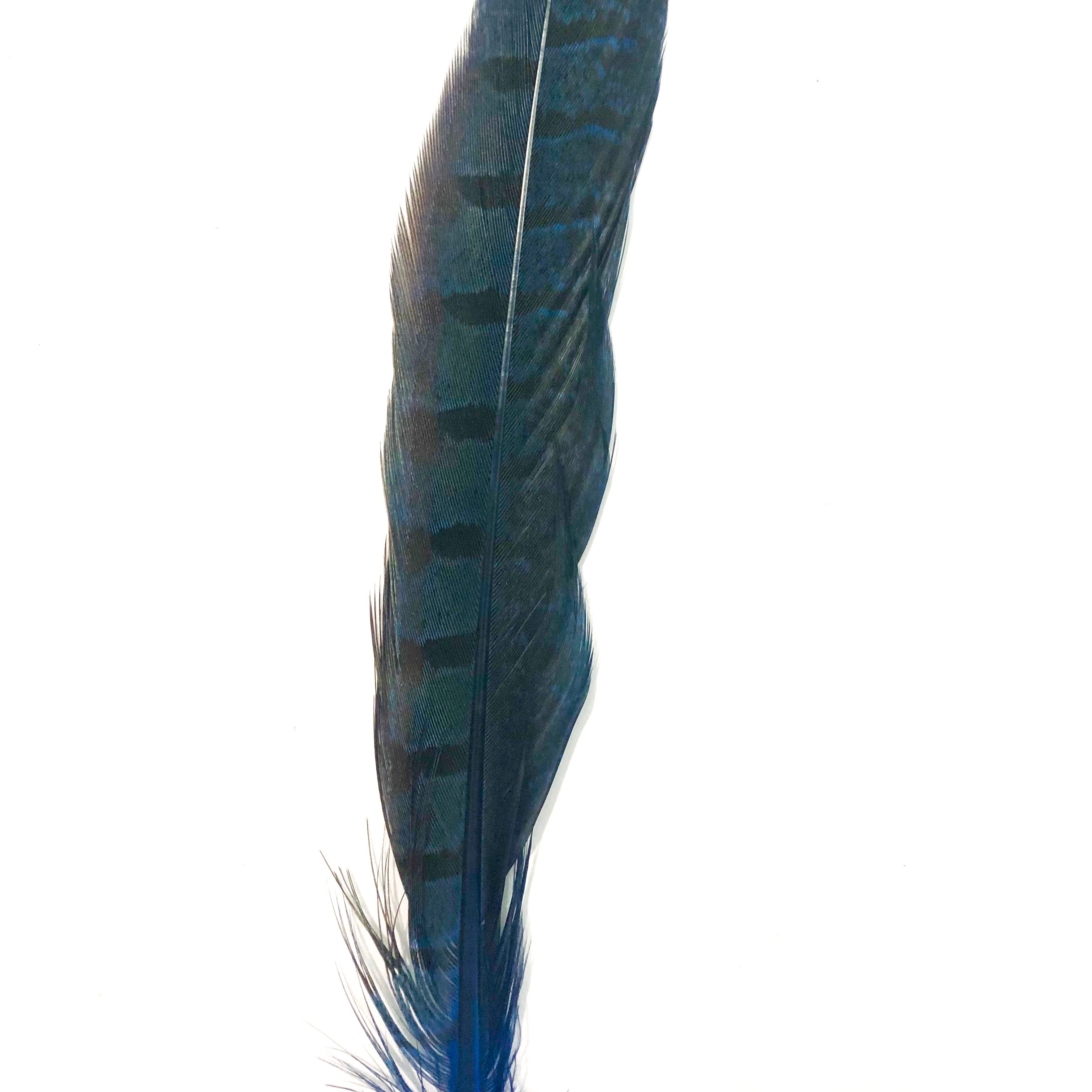 6" to 10" Ringneck Pheasant Tail Feather x 10 pcs - Royal Blue
