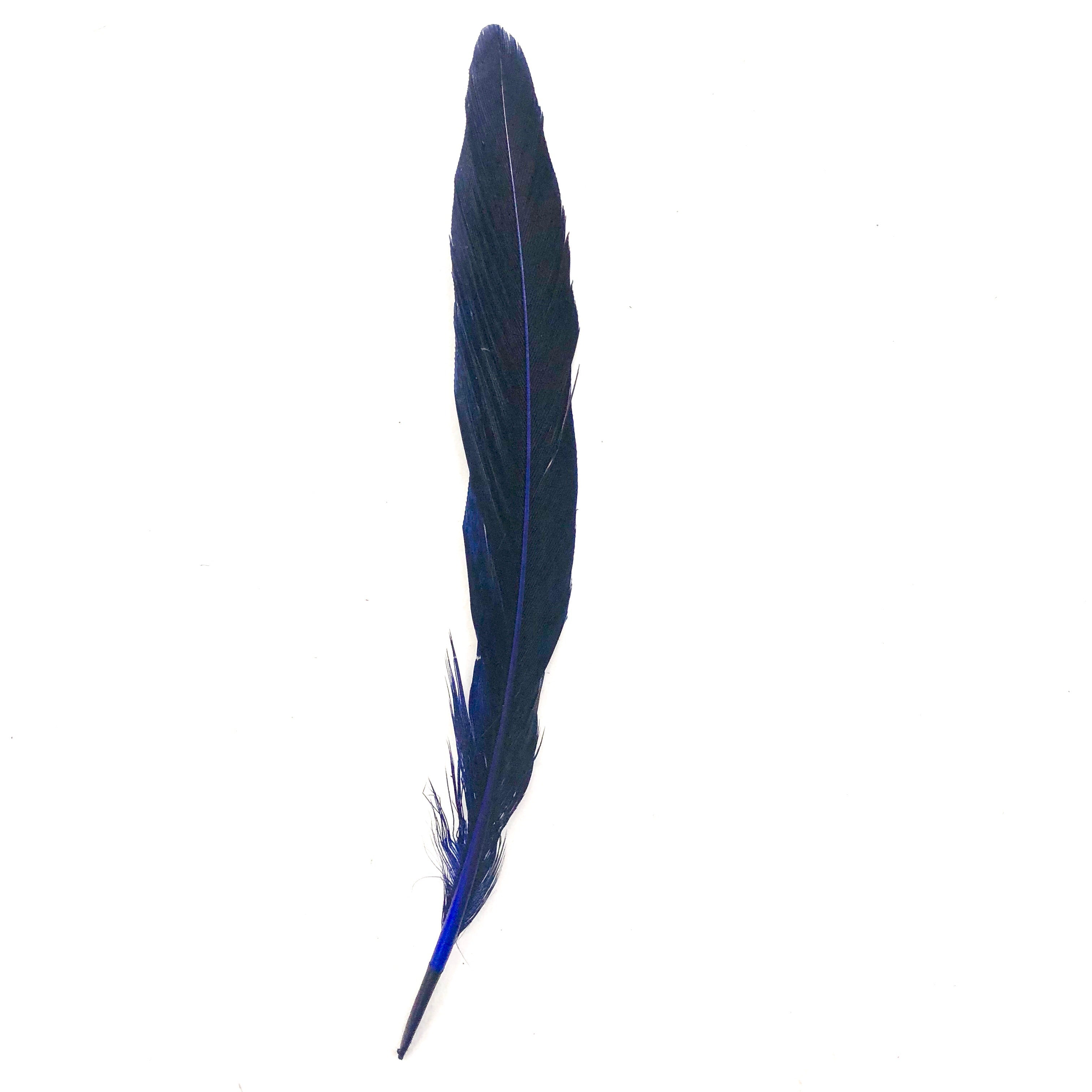 Under 6" Golden Pheasant Side Tail Feather x 10 pcs - Royal Blue