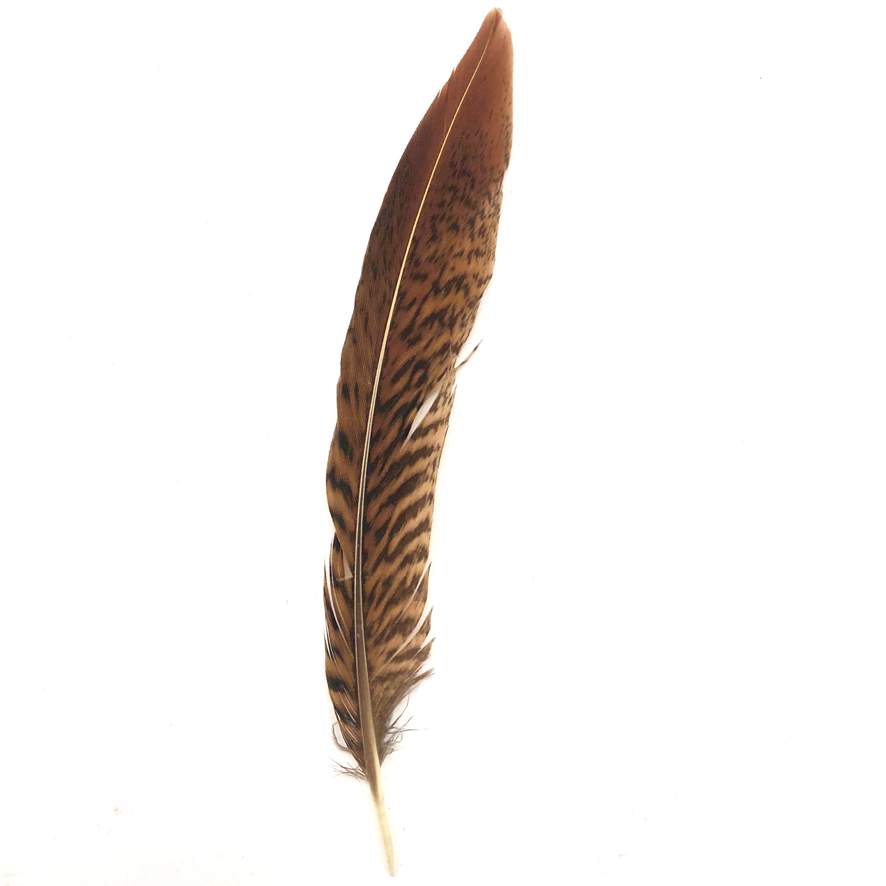 Under 6" Golden Pheasant Side Tail Feather x 10 pcs - Natural