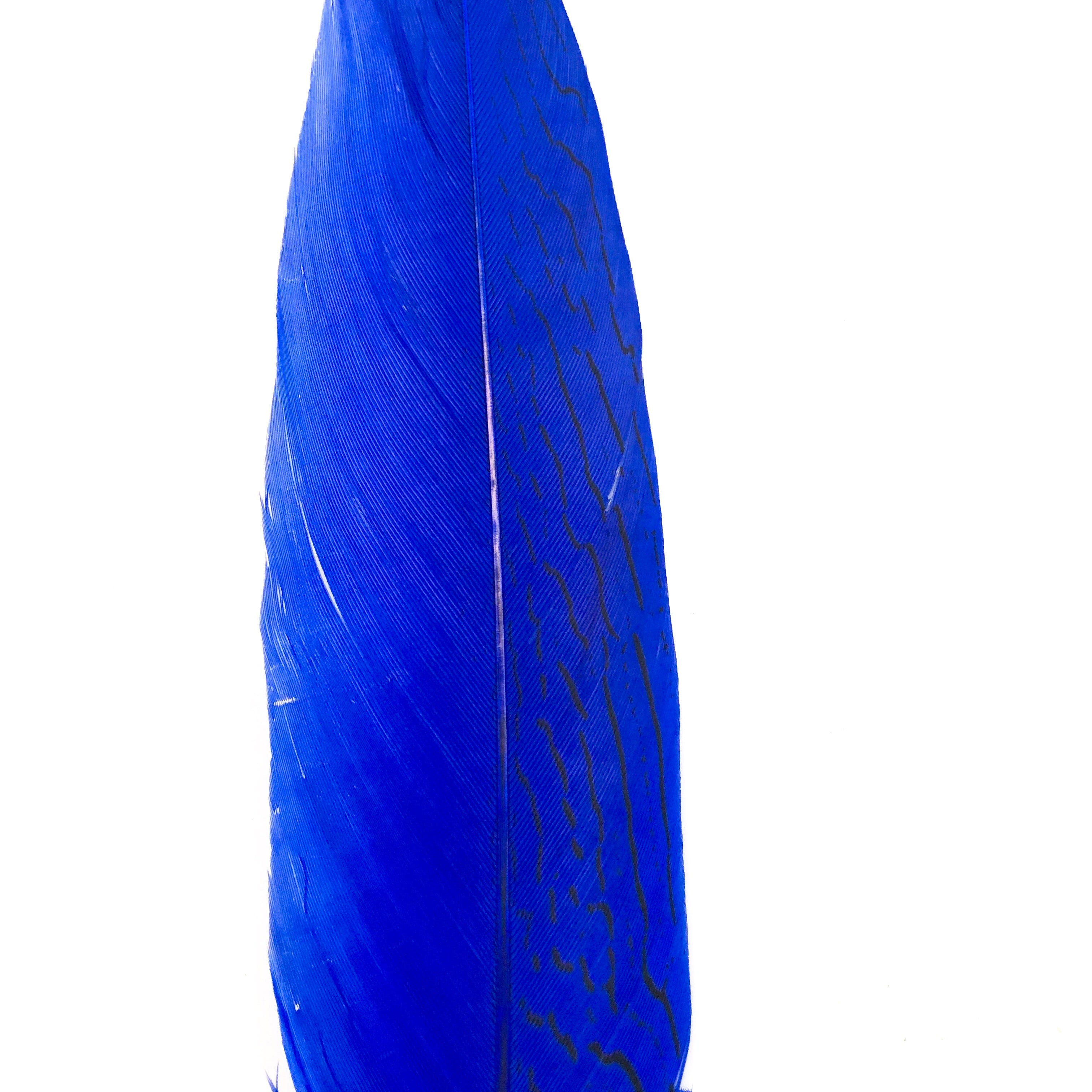 10" to 20" Silver Pheasant Tail Feather - Royal Blue