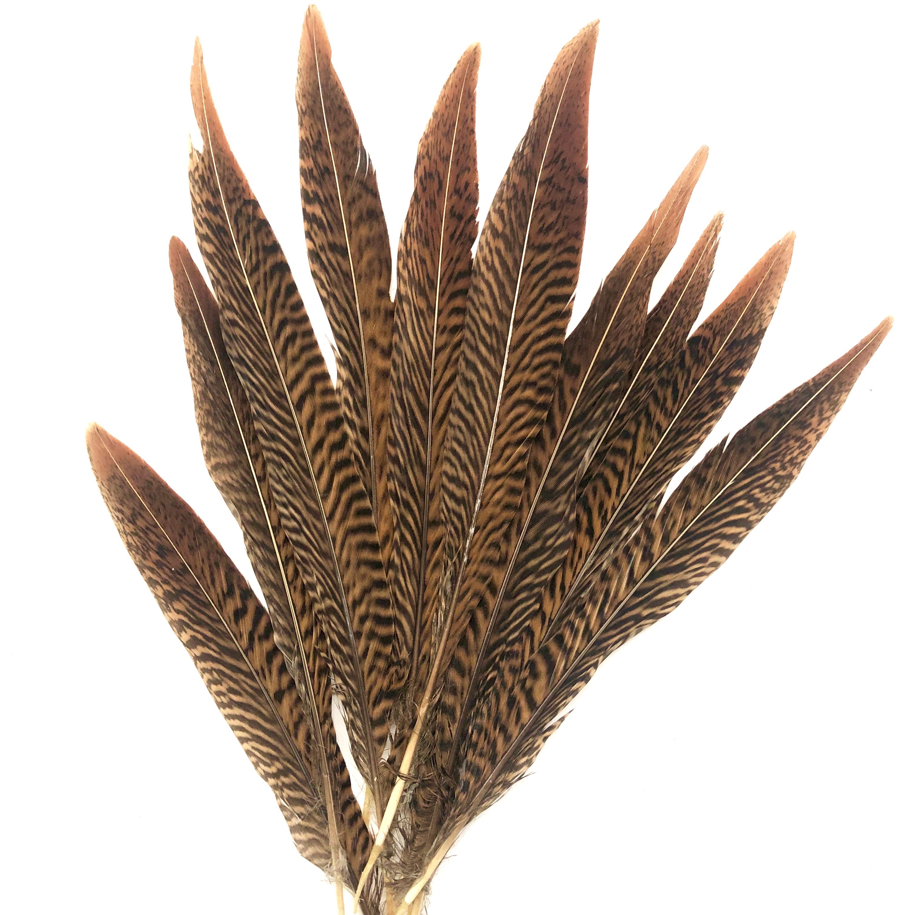 6" to 10" Golden Pheasant Side Tail Feather x 10 pcs - Natural ((SECONDS))
