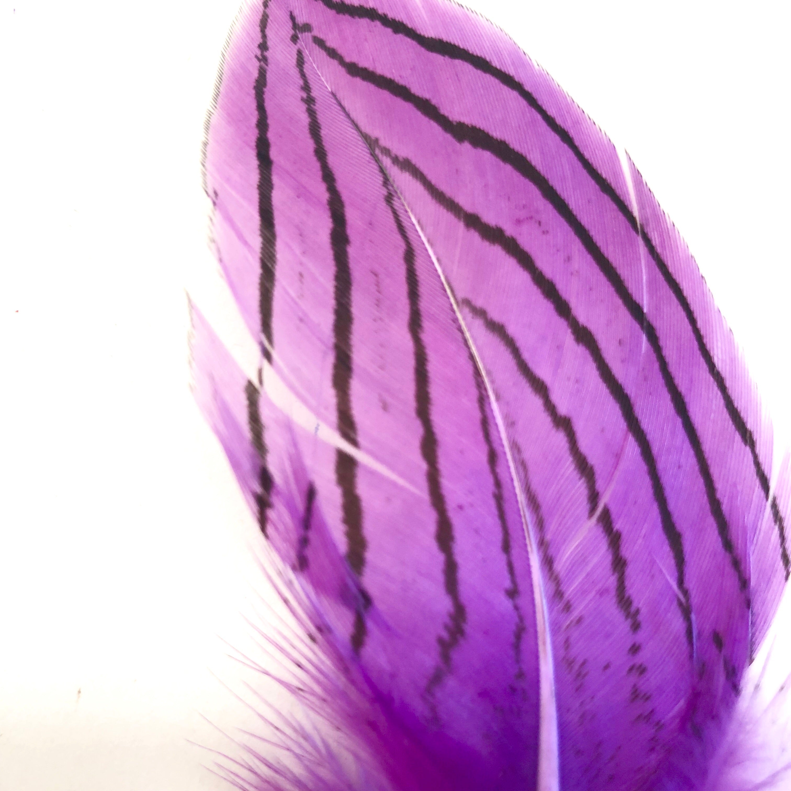 Under 6" Silver Pheasant Tail Feather x 10 pcs - Purple