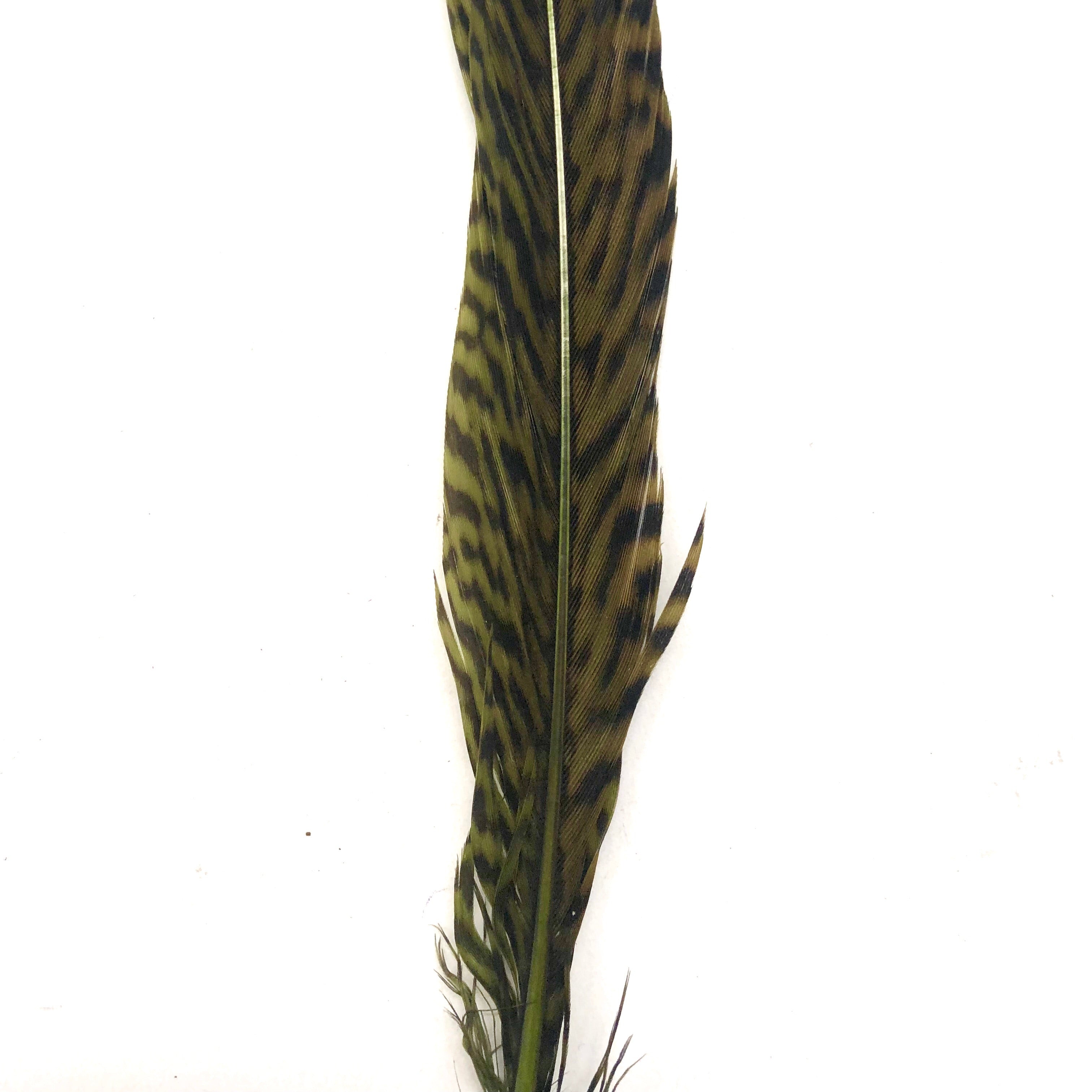 6" to 10" Golden Pheasant Side Tail Feather x 10 pcs - Olive Green