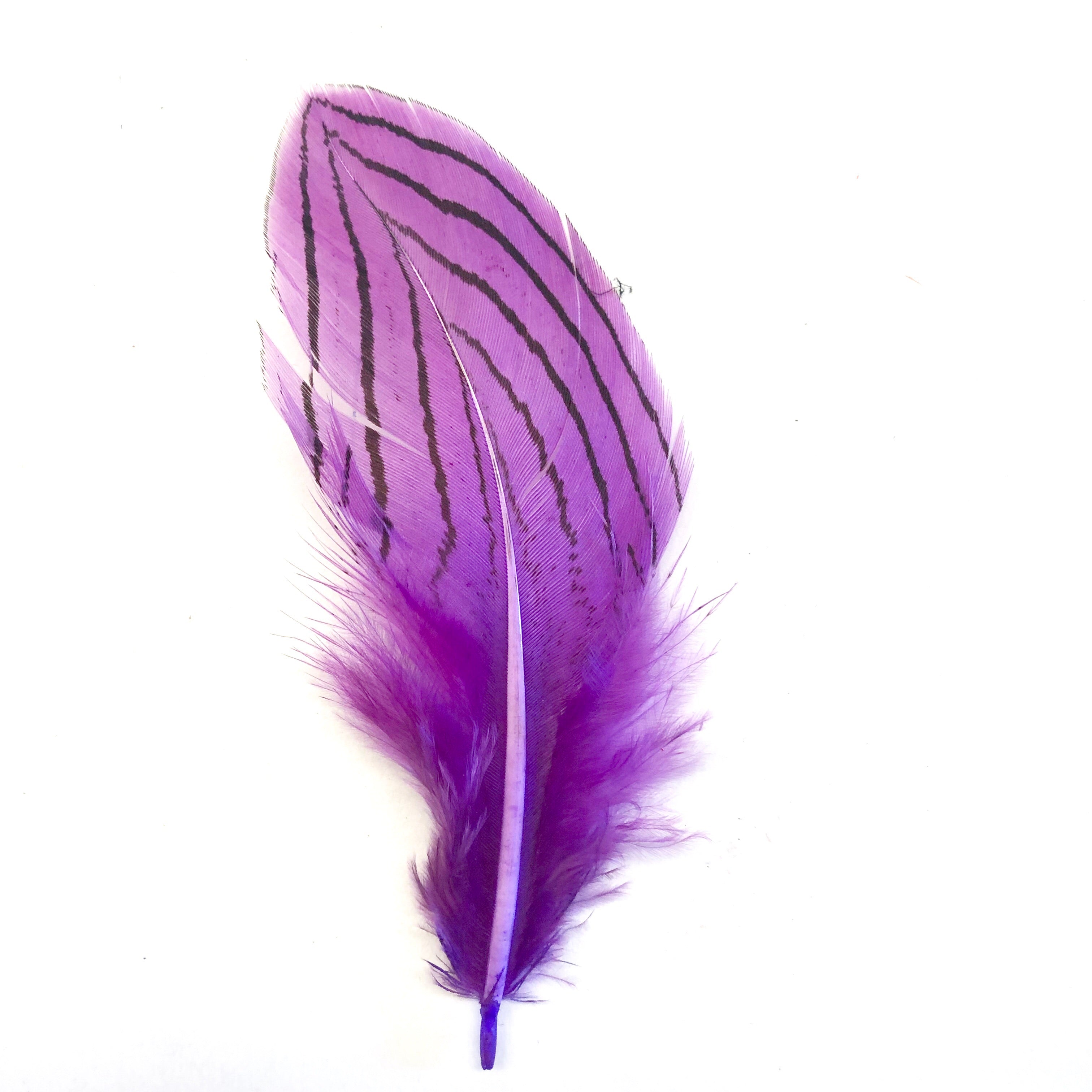 Under 6" Silver Pheasant Tail Feather x 10 pcs - Purple