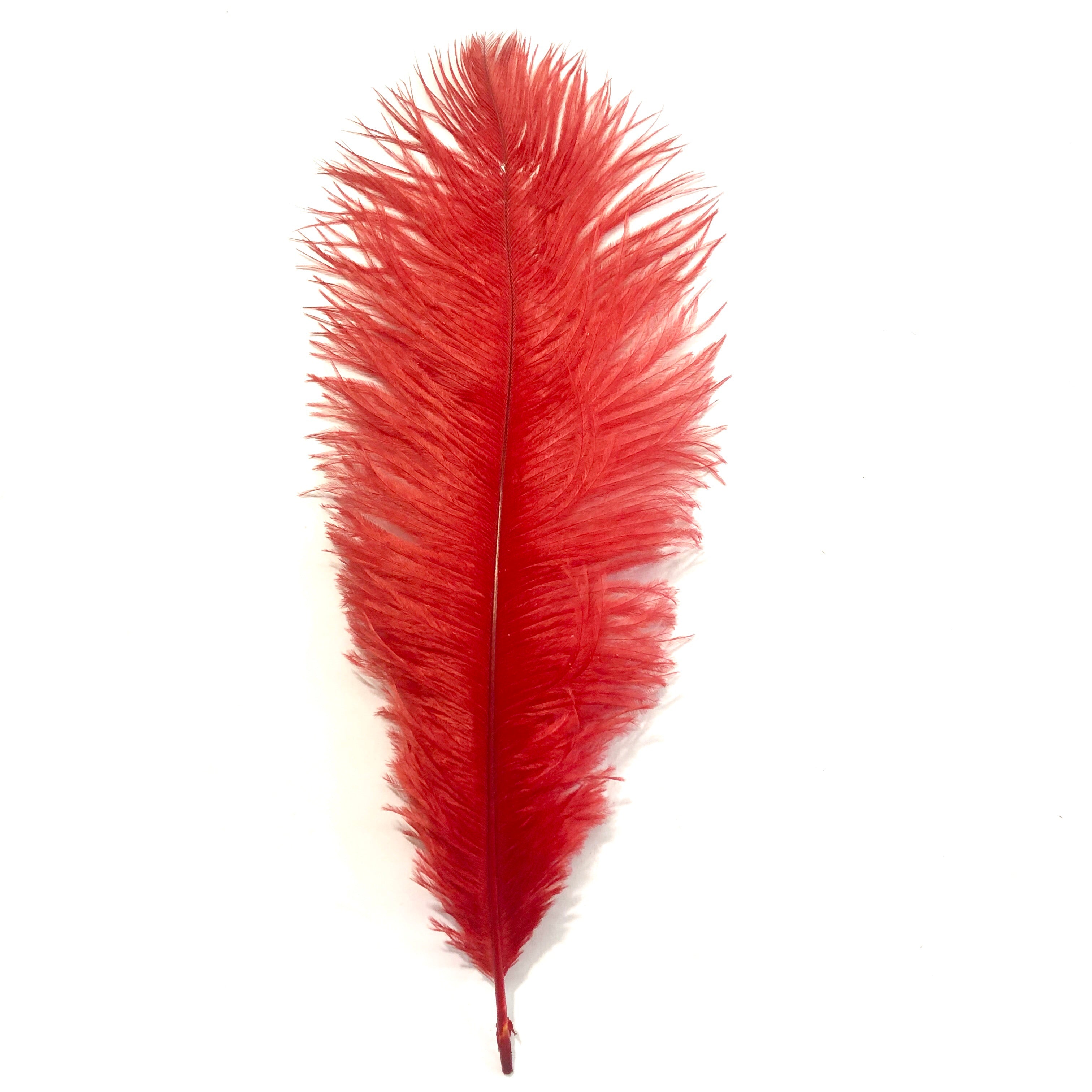 Ostrich Drab Feather 27-32cm - Red *Seconds* Pack of 5
