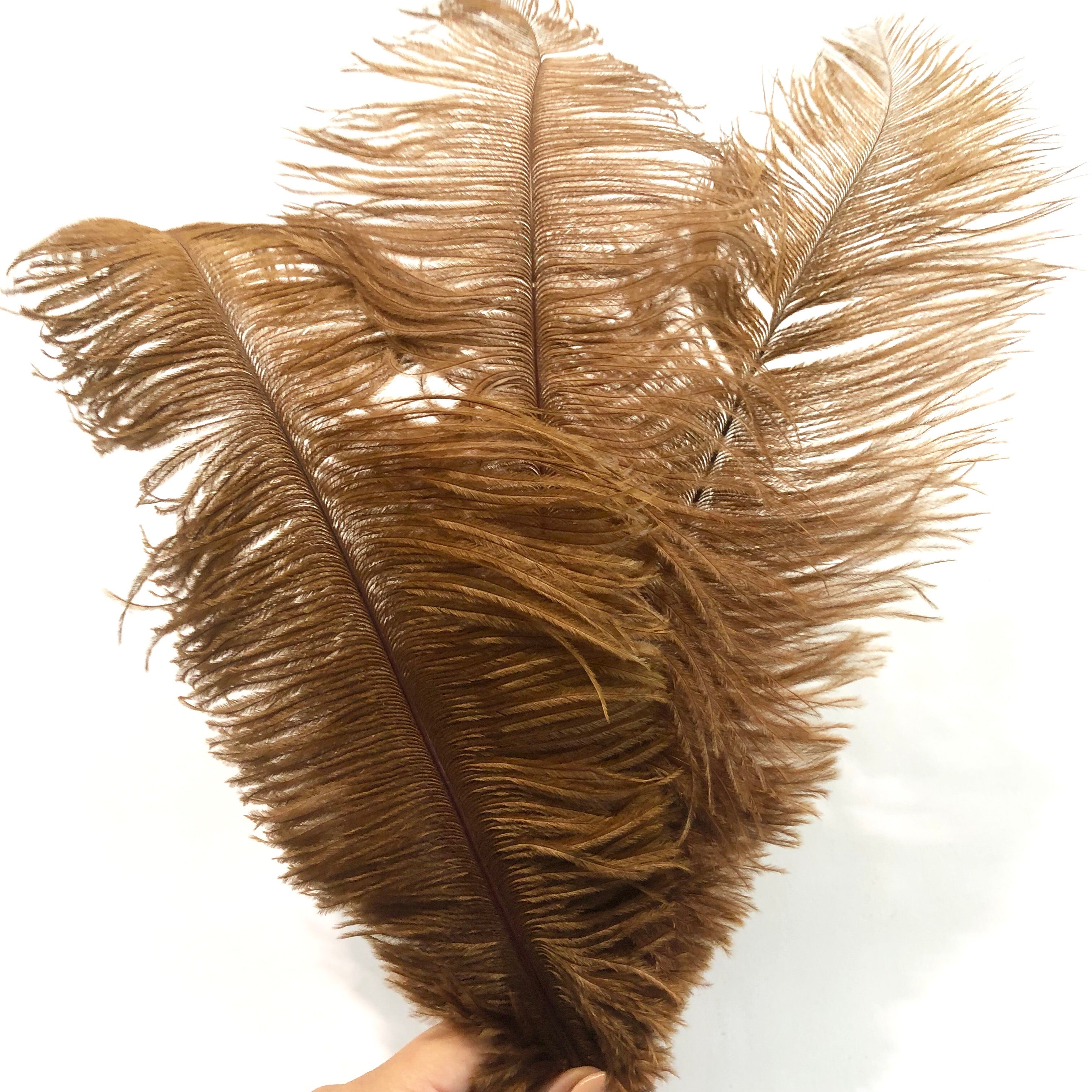 Ostrich Drab Feather 27-32cm - Rust Brown