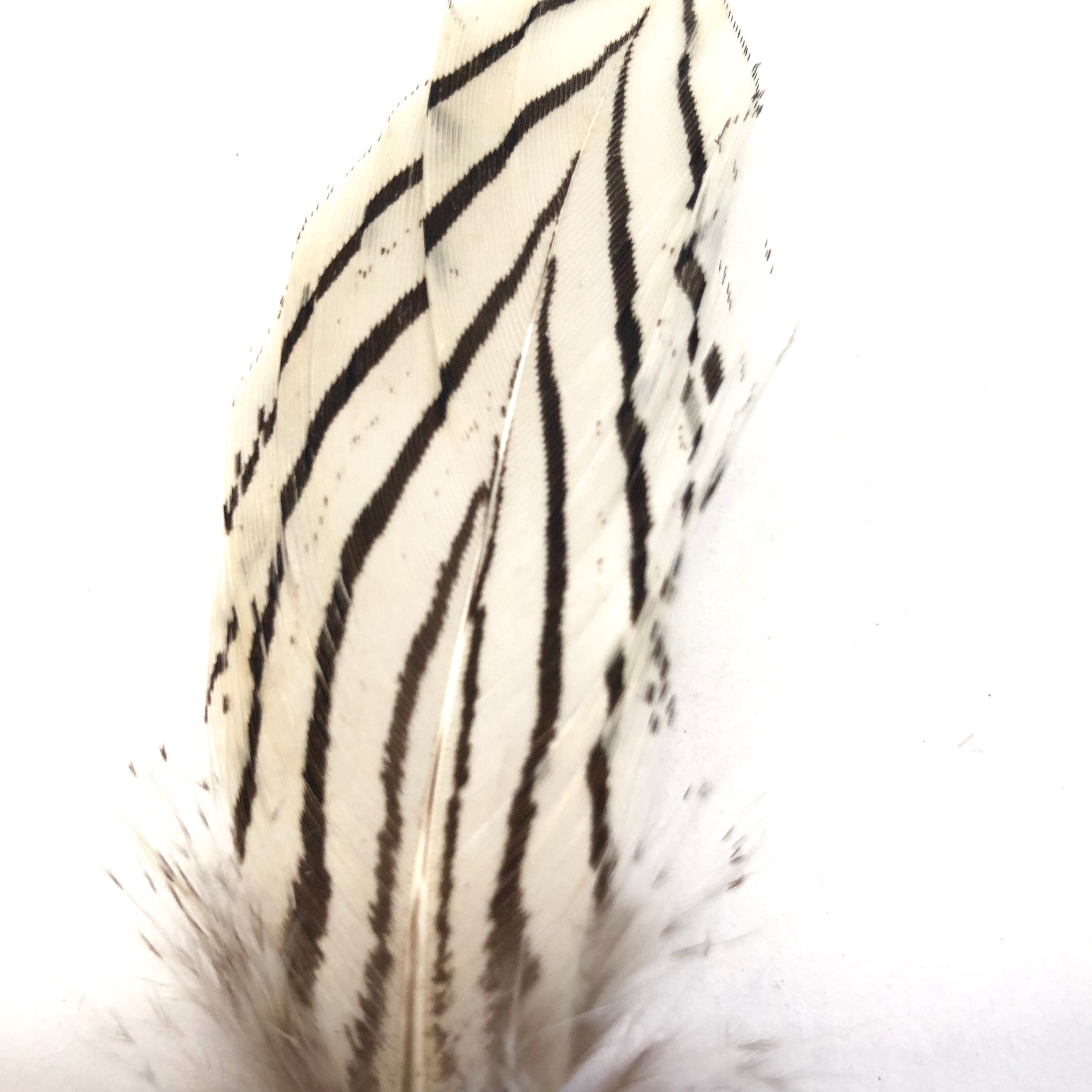 Under 6" Silver Pheasant Tail Feather x 10 pcs - Natural