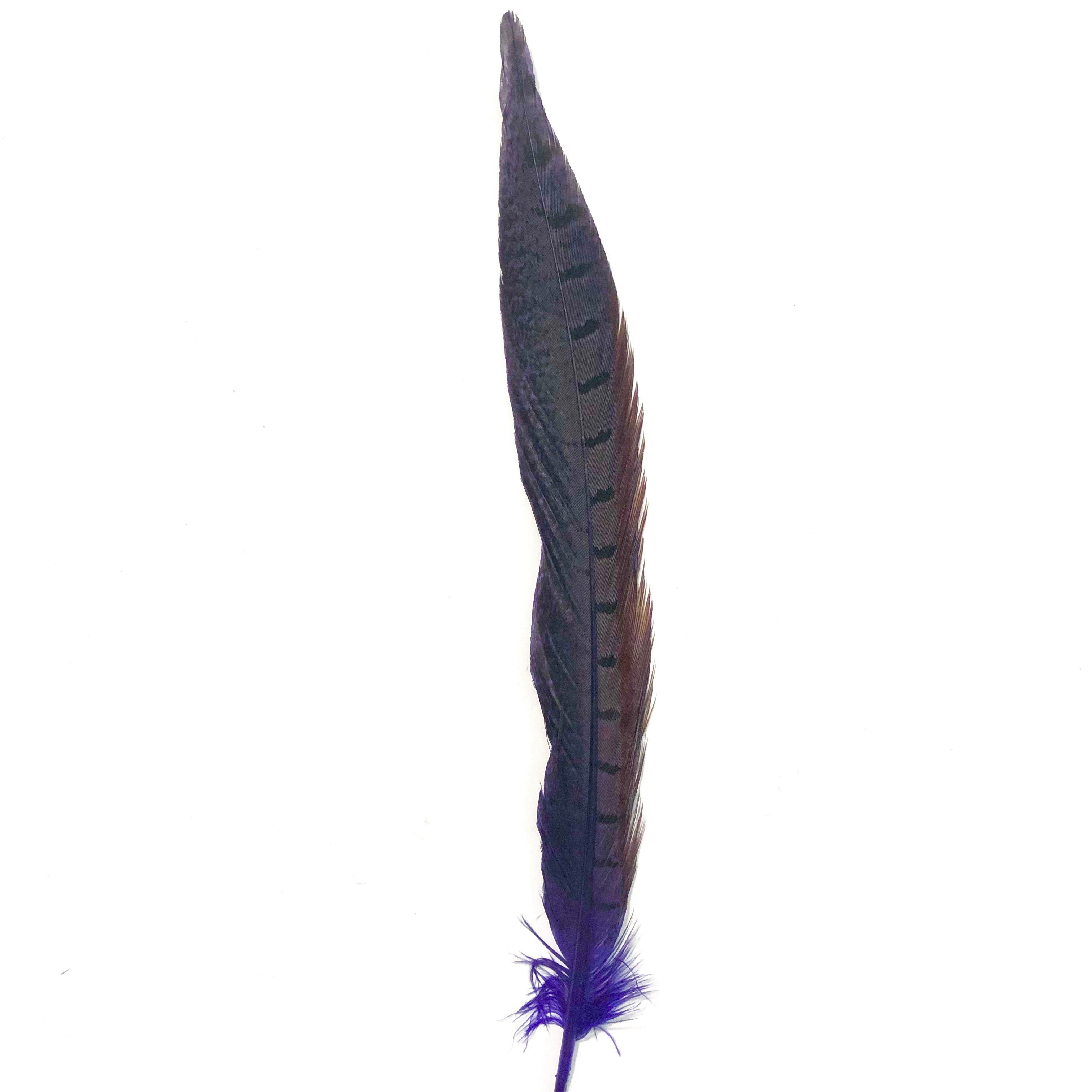 6" to 10" Ringneck Pheasant Tail Feather x 10 pcs - Purple