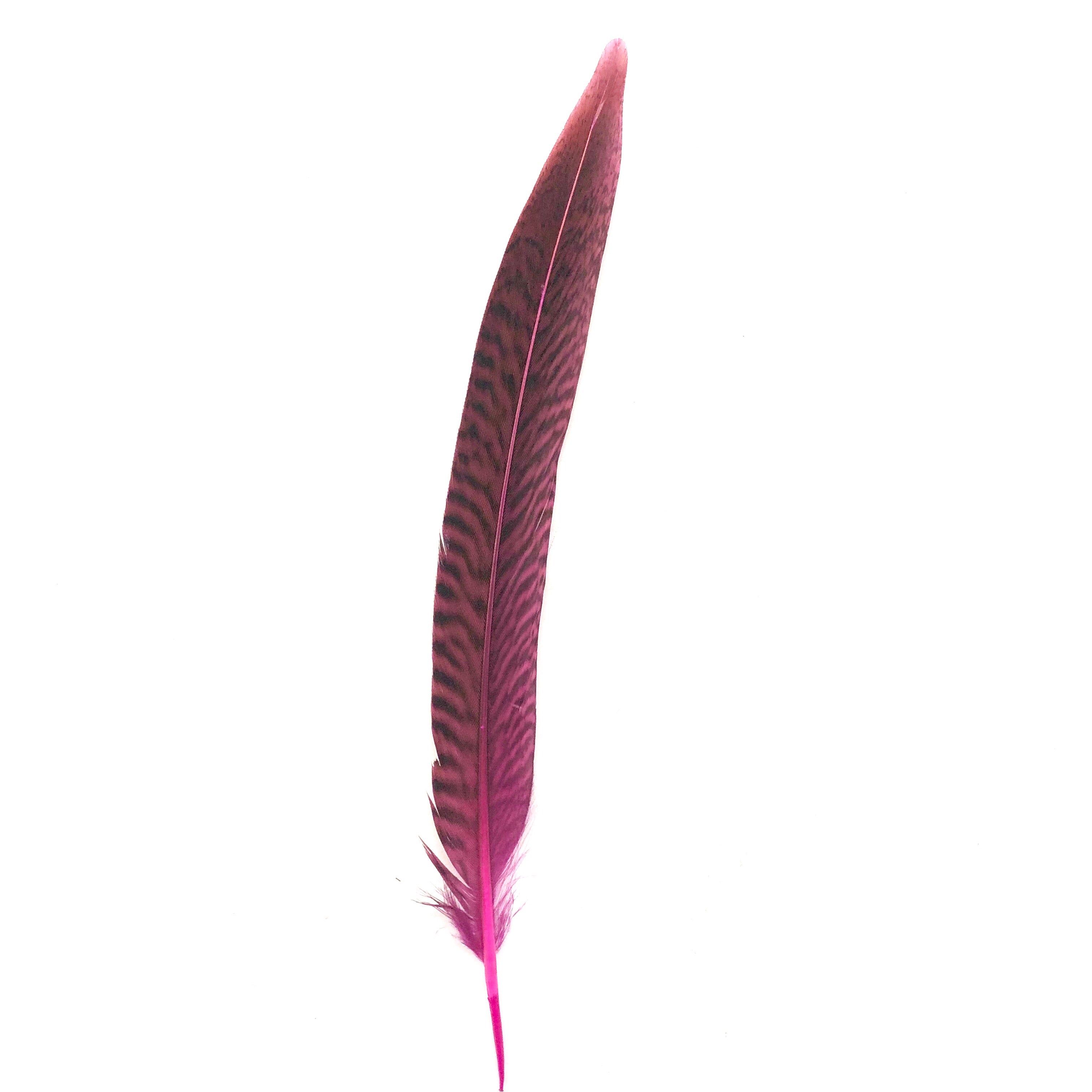 6" to 10" Golden Pheasant Side Tail Feather x 10 pcs - Hot Pink