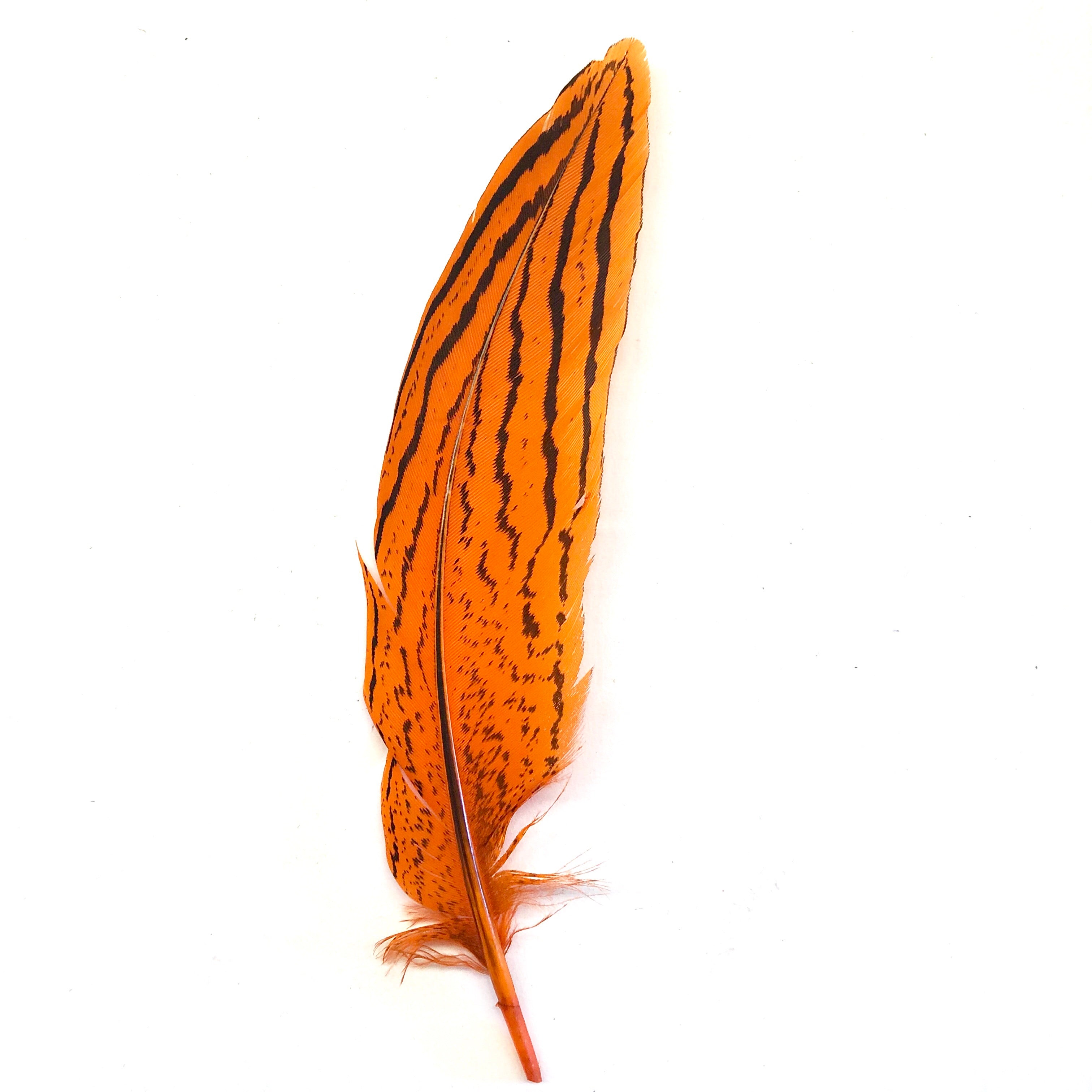 Under 6" Silver Pheasant Tail Feather x 10 pcs - Orange