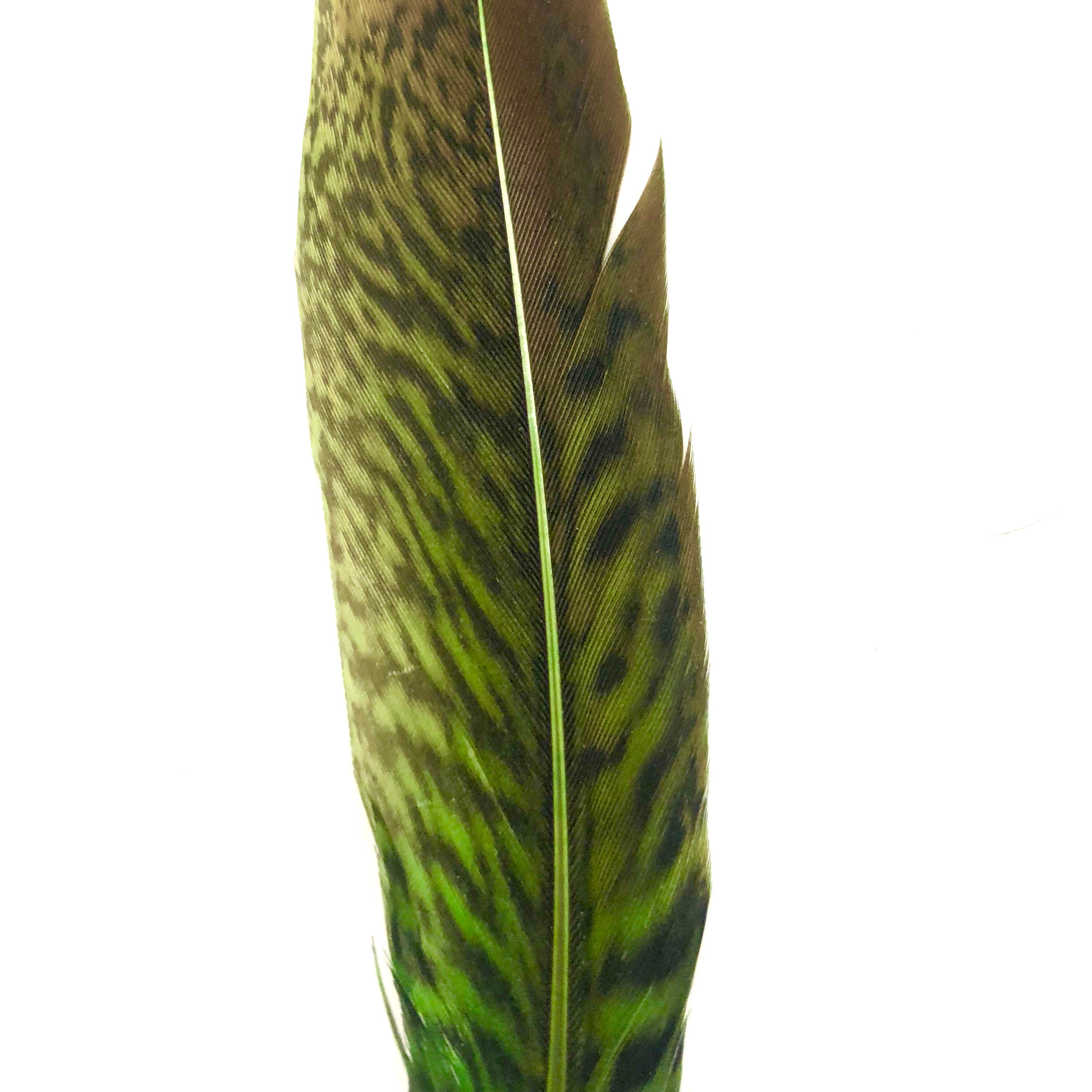 Under 6" Golden Pheasant Side Tail Feather x 10 pcs - Lime Green