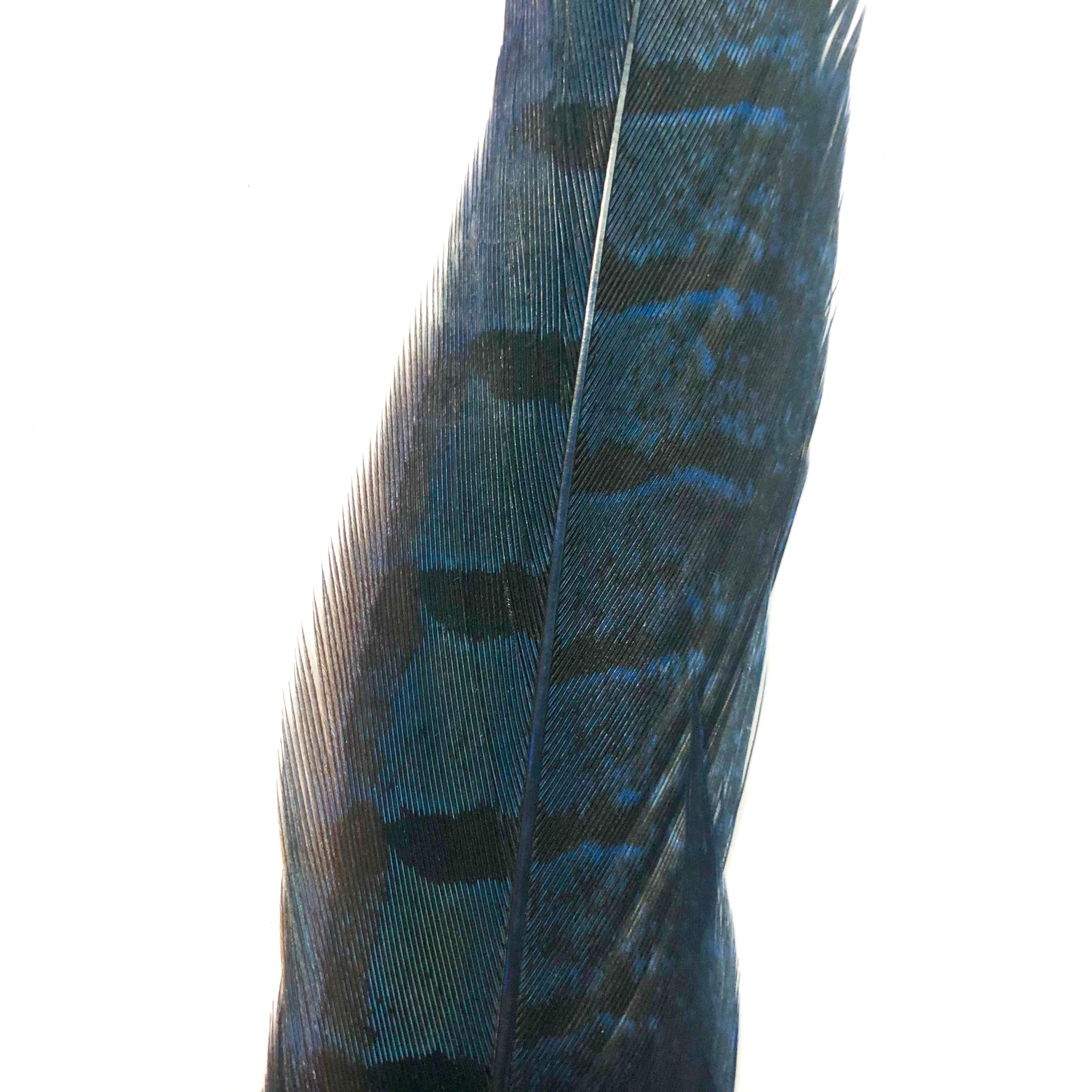 6" to 10" Ringneck Pheasant Tail Feather x 10 pcs - Royal Blue