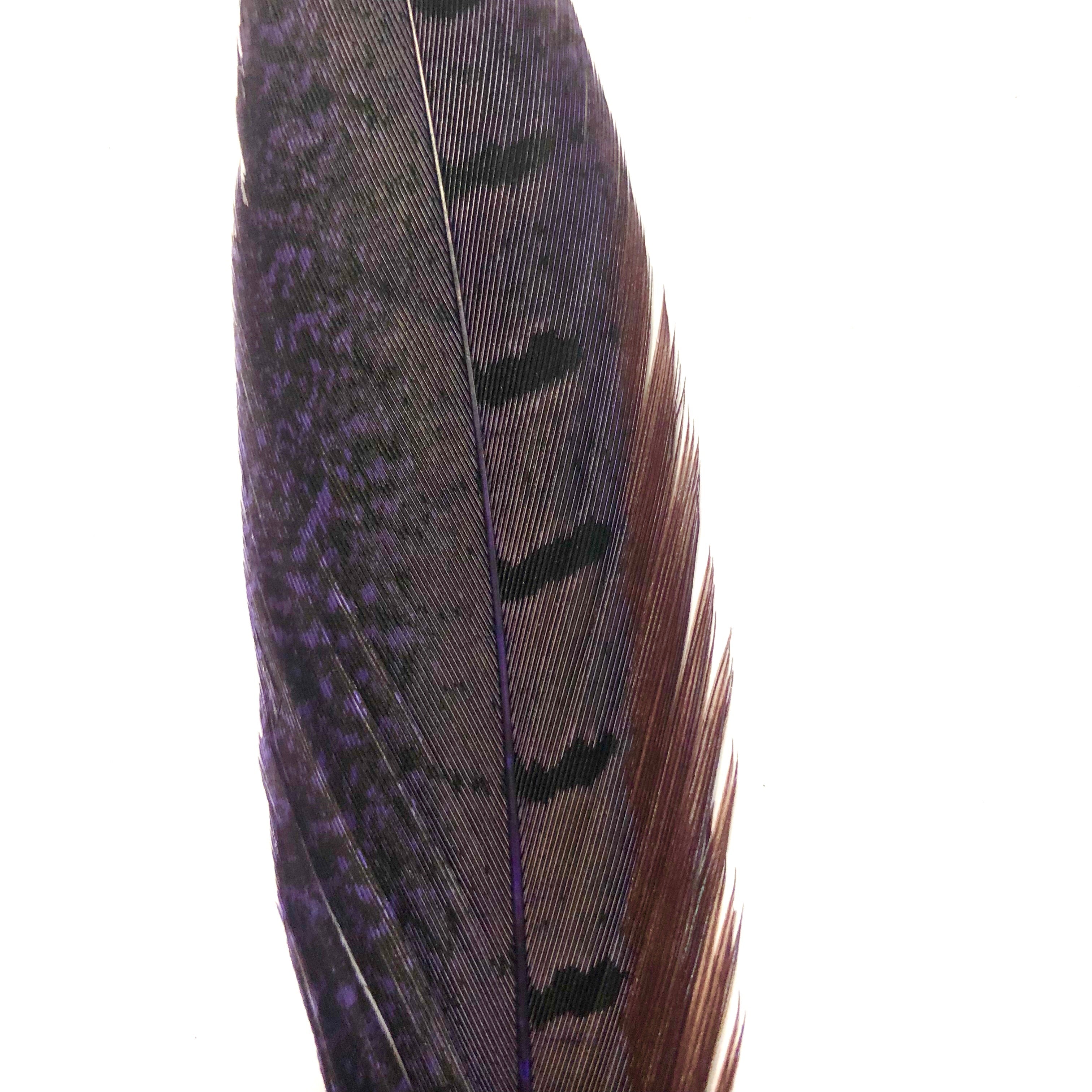 6" to 10" Ringneck Pheasant Tail Feather x 10 pcs - Purple